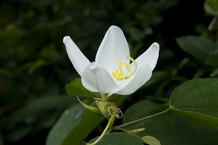 Nikon AF Nikkor 24-85mm F2.8-4D IF sample photo