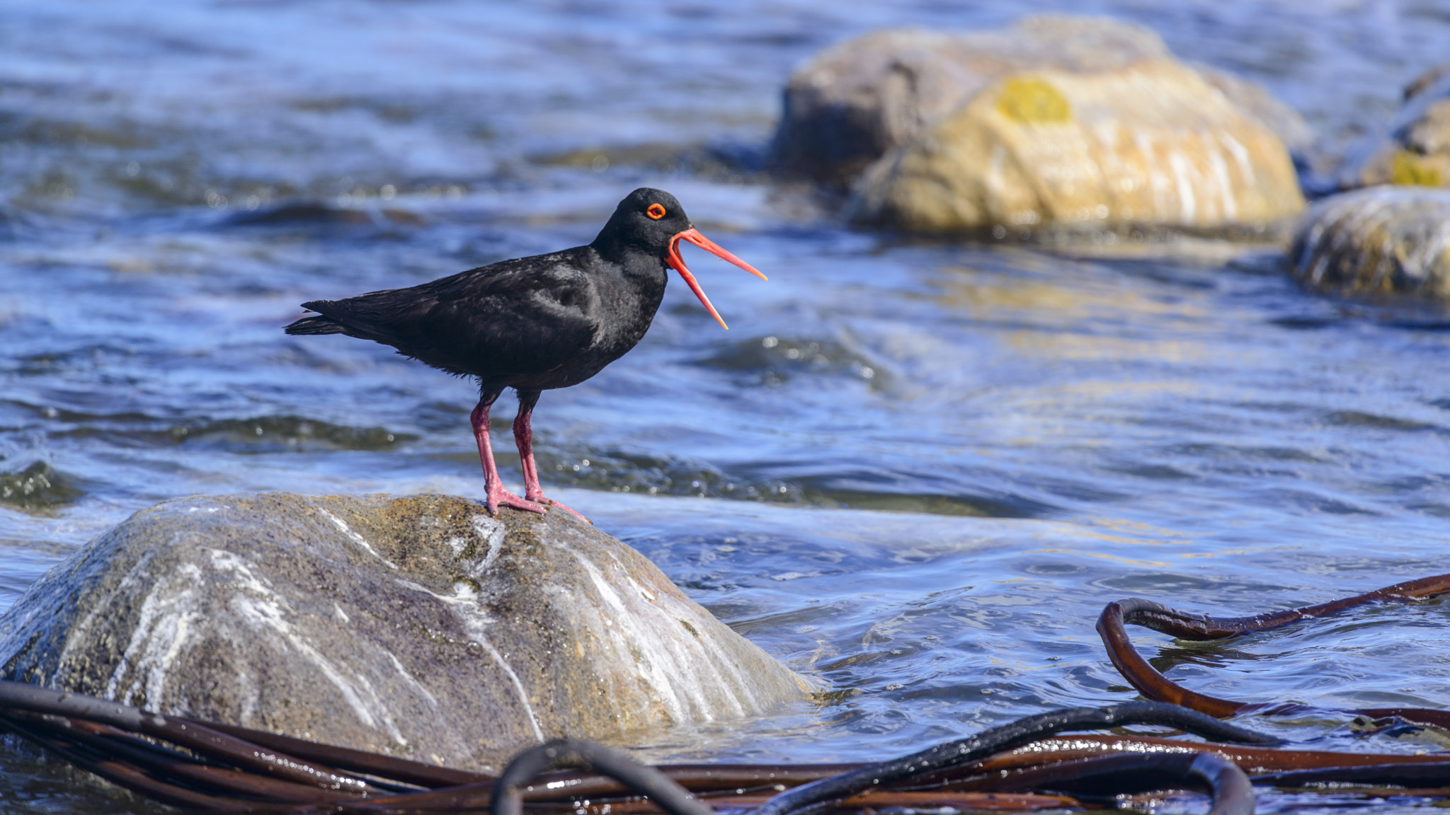 Nikon Nikkor AF-S 300mm F4E PF ED VR sample photo. Oystercatcher - something to say? photography