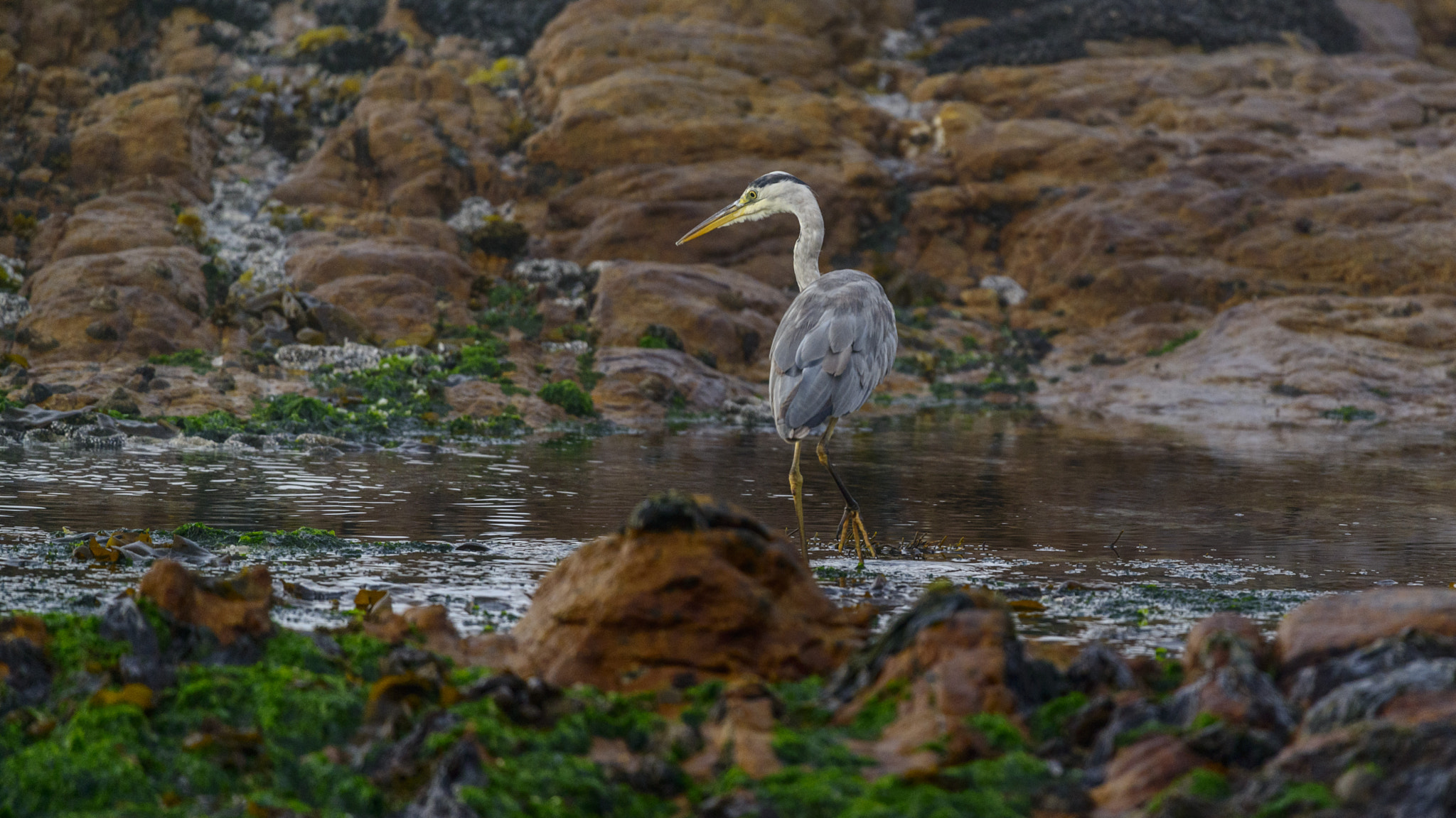 Nikon Nikkor AF-S 300mm F4E PF ED VR sample photo. Grey heron fishing at cape point photography