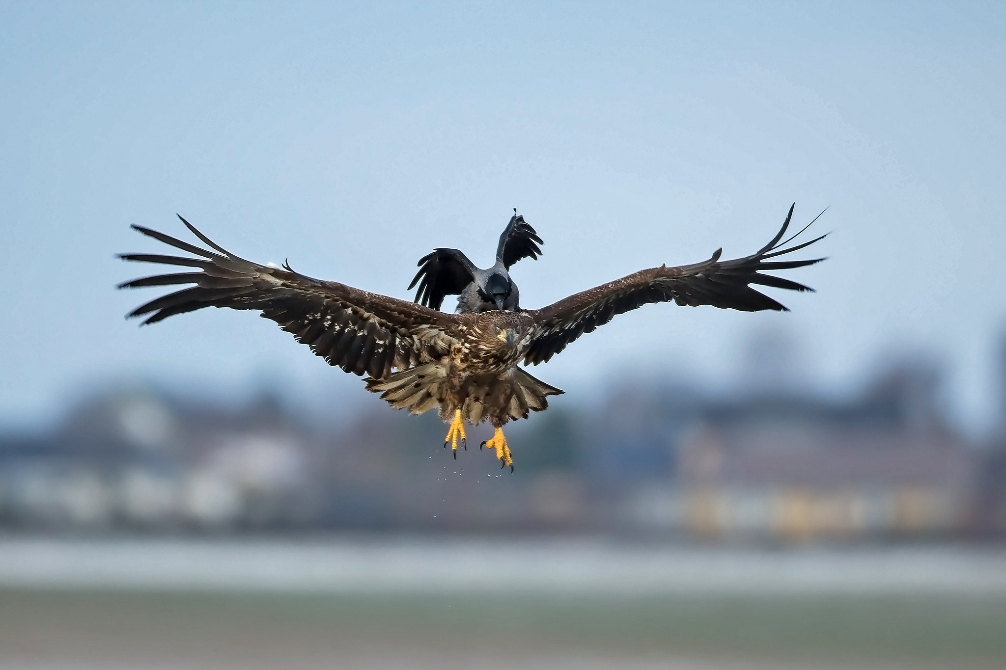 Canon EF 600mm f/4L IS sample photo. The whit-tailed eagle and the crow photography