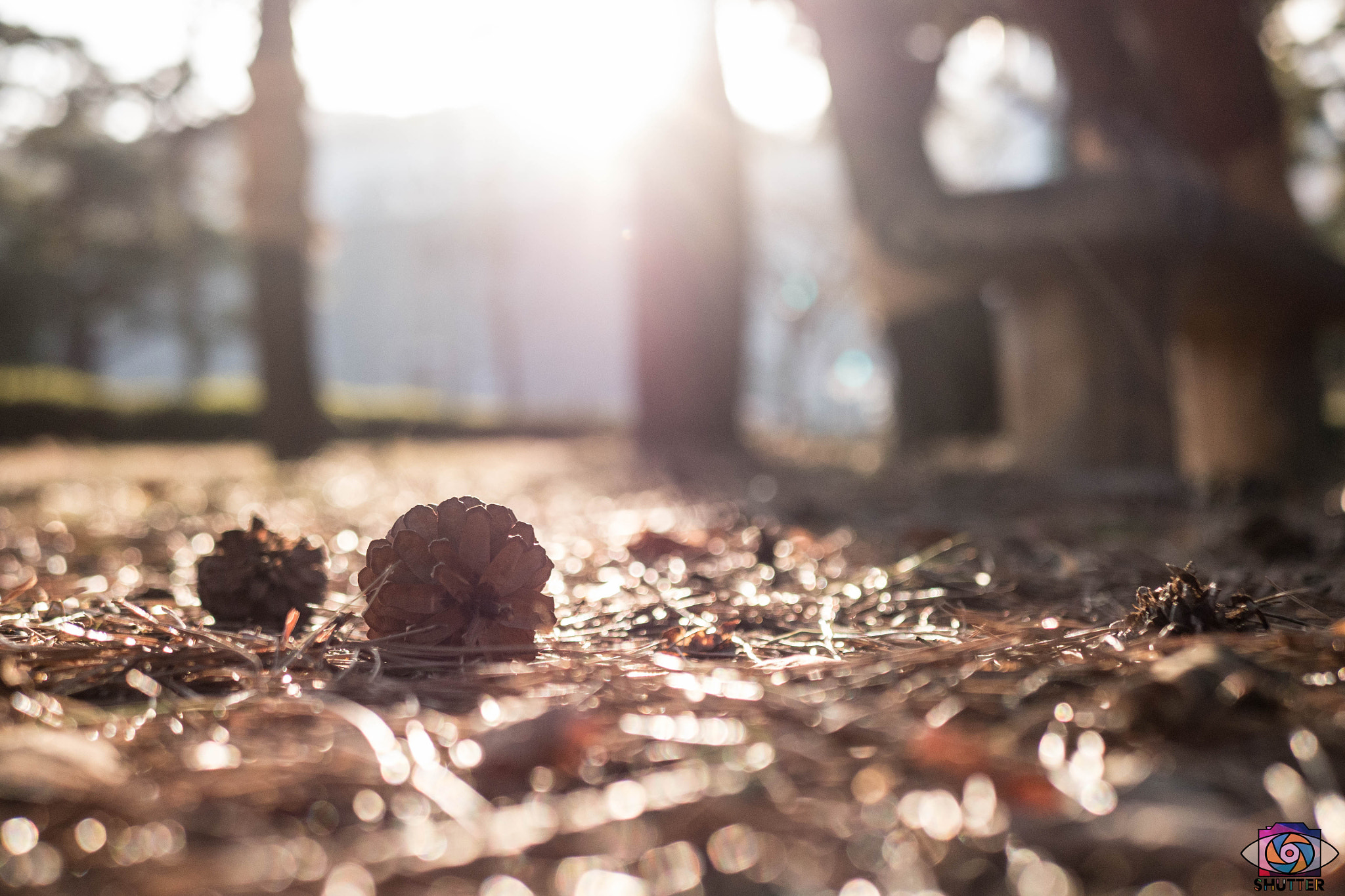 Panasonic Lumix DMC-G6 + LUMIX G 25/F1.7 sample photo. Pine cones photography