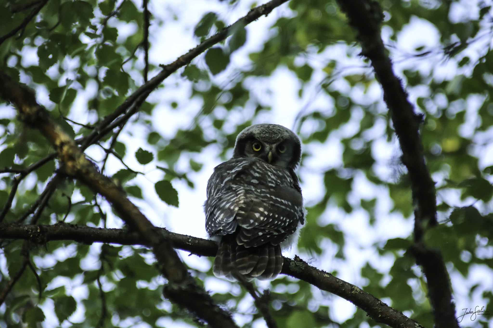 Canon EOS 760D (EOS Rebel T6s / EOS 8000D) + Canon EF 75-300mm F4.0-5.6 IS USM sample photo. Hawk owls chick photography