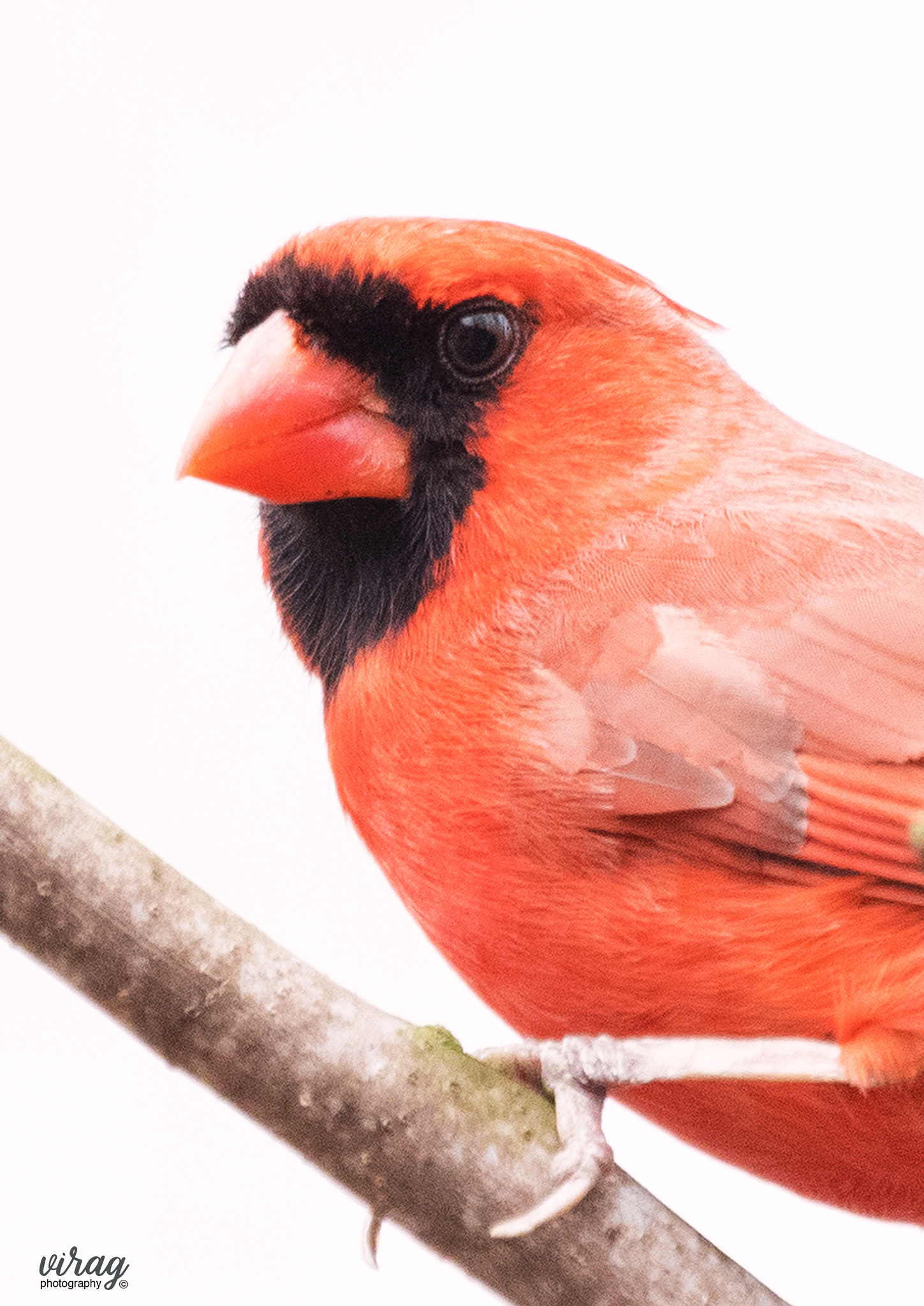 Canon EF 100-400mm F4.5-5.6L IS USM sample photo. Northern cardinal (male) photography