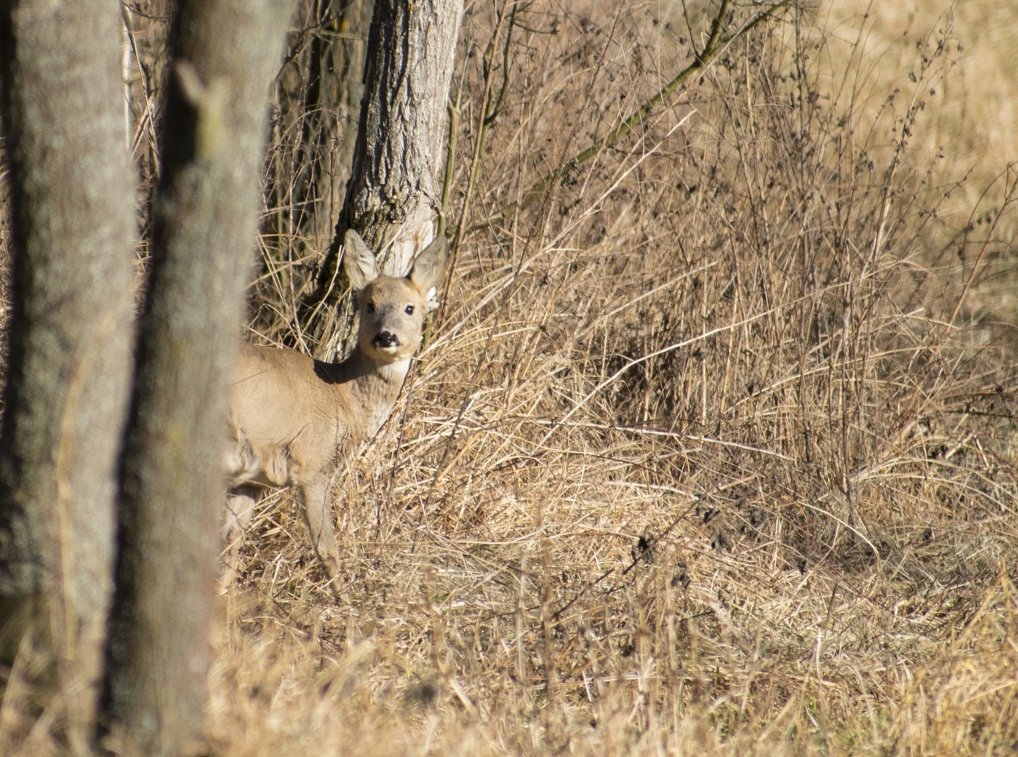 Nikon D5600 + Sigma 70-300mm F4-5.6 DG OS sample photo. Here i am photography