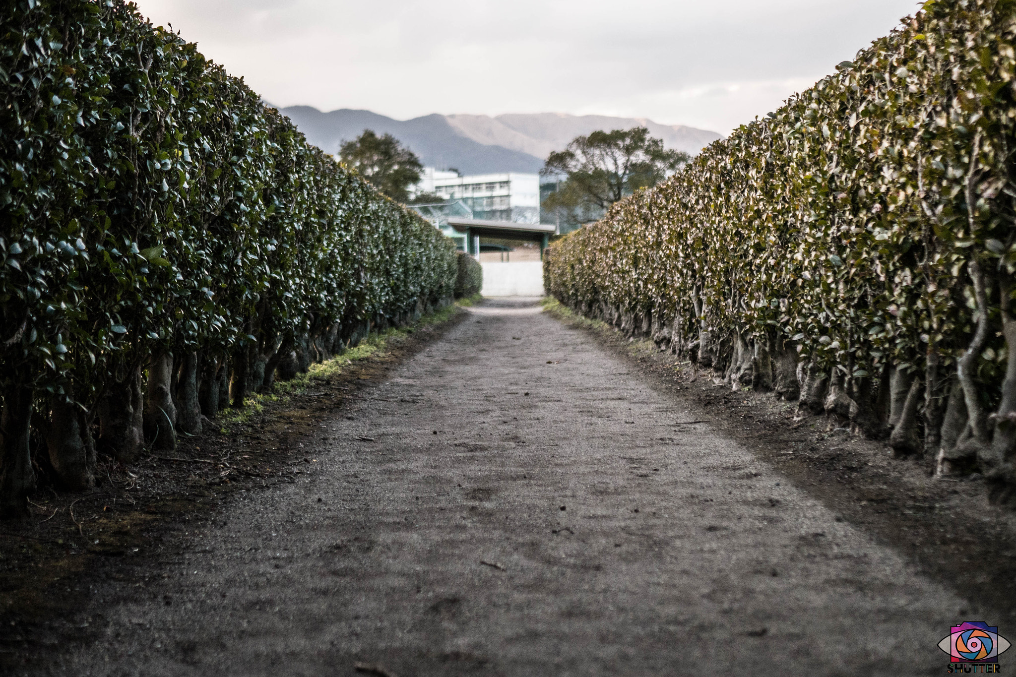 Panasonic Lumix DMC-G6 + LUMIX G 25/F1.7 sample photo. Shall we go? photography