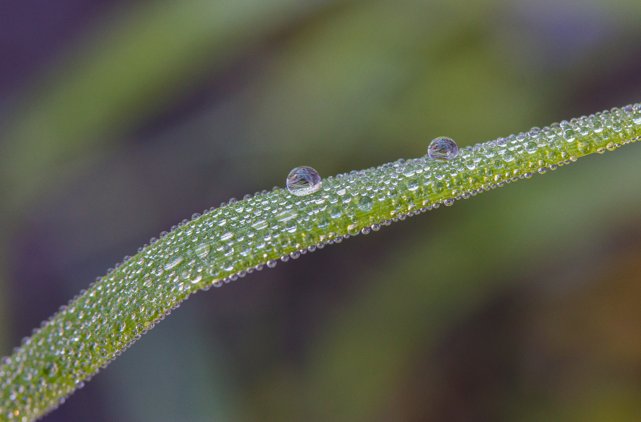 Canon EF-S 60mm F2.8 Macro USM sample photo. Tropfen photography