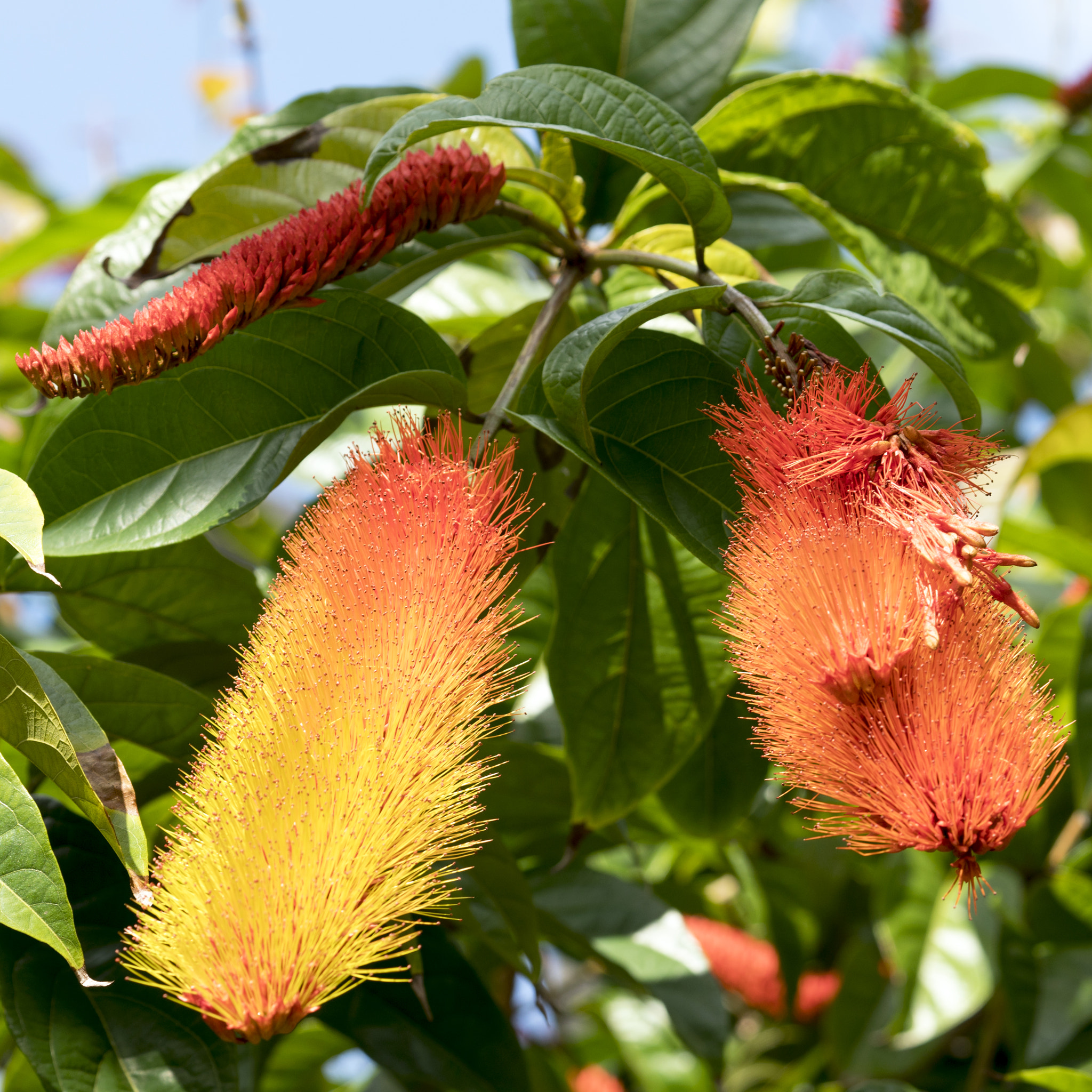 Sony a6500 sample photo. Bright orange plumes photography