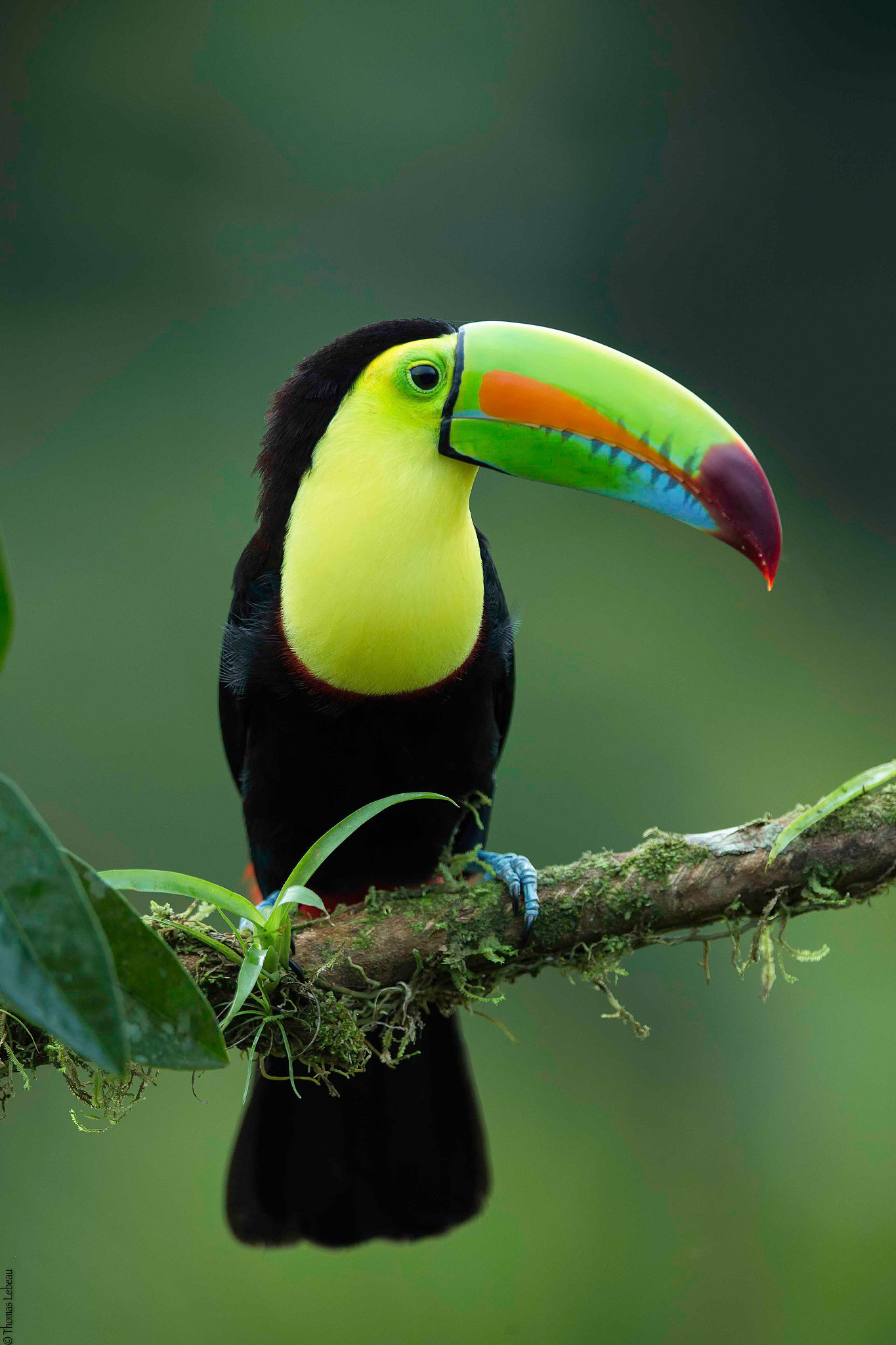 Canon EOS-1D X + Canon EF 400mm F2.8L IS II USM sample photo. Keel-billed toucan photography