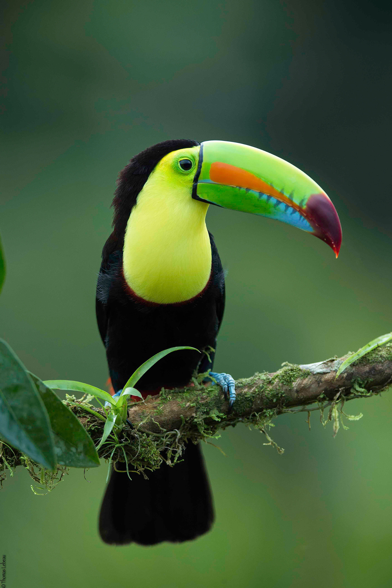 Canon EF 400mm F2.8L IS II USM sample photo. Keel-billed toucan photography