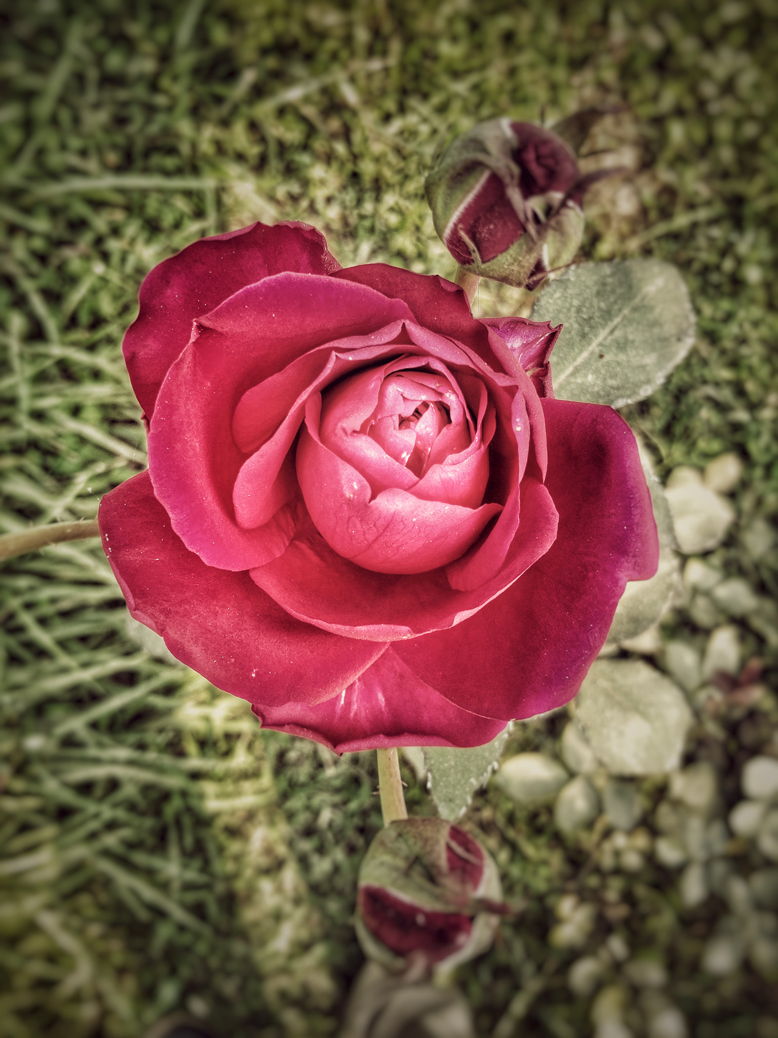 OnePlus ONE A2001 sample photo. Red rose photography