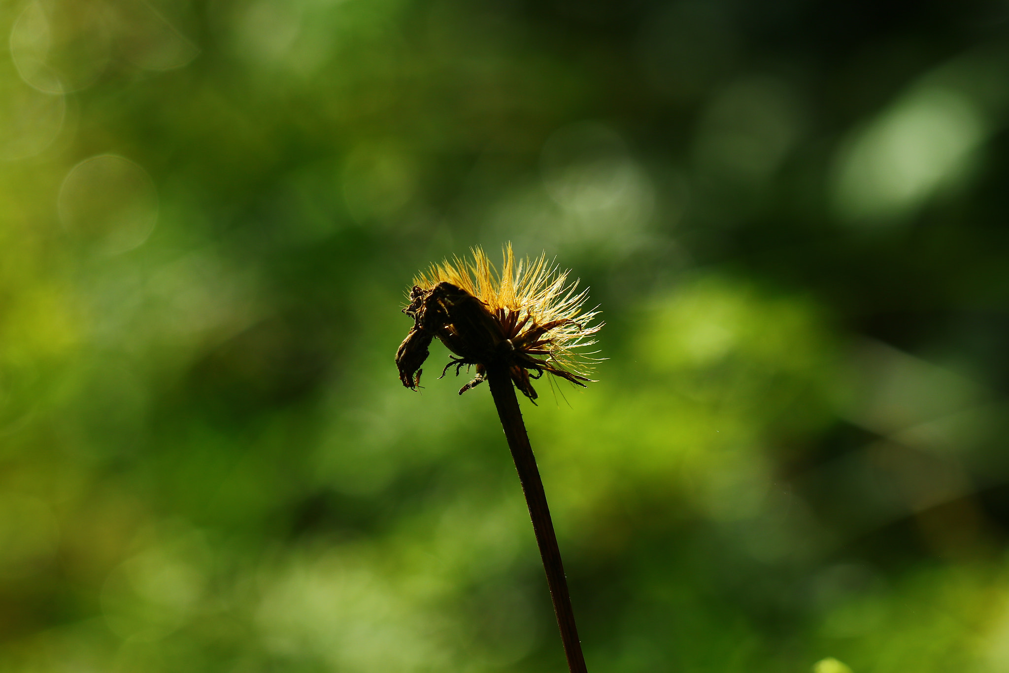 Canon EOS 5DS sample photo. Who die become mama photography