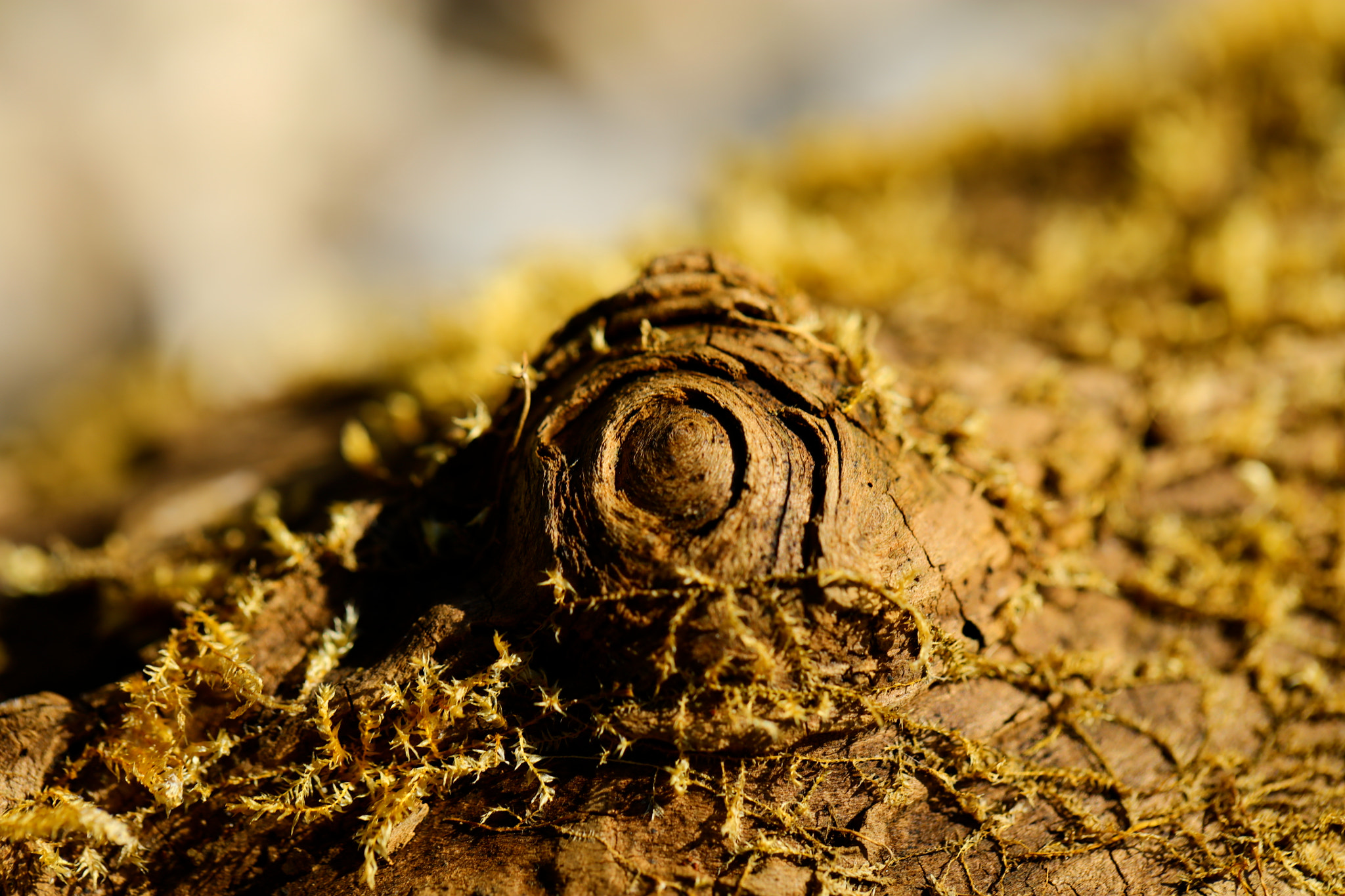Canon EOS 5DS sample photo. Ha photography