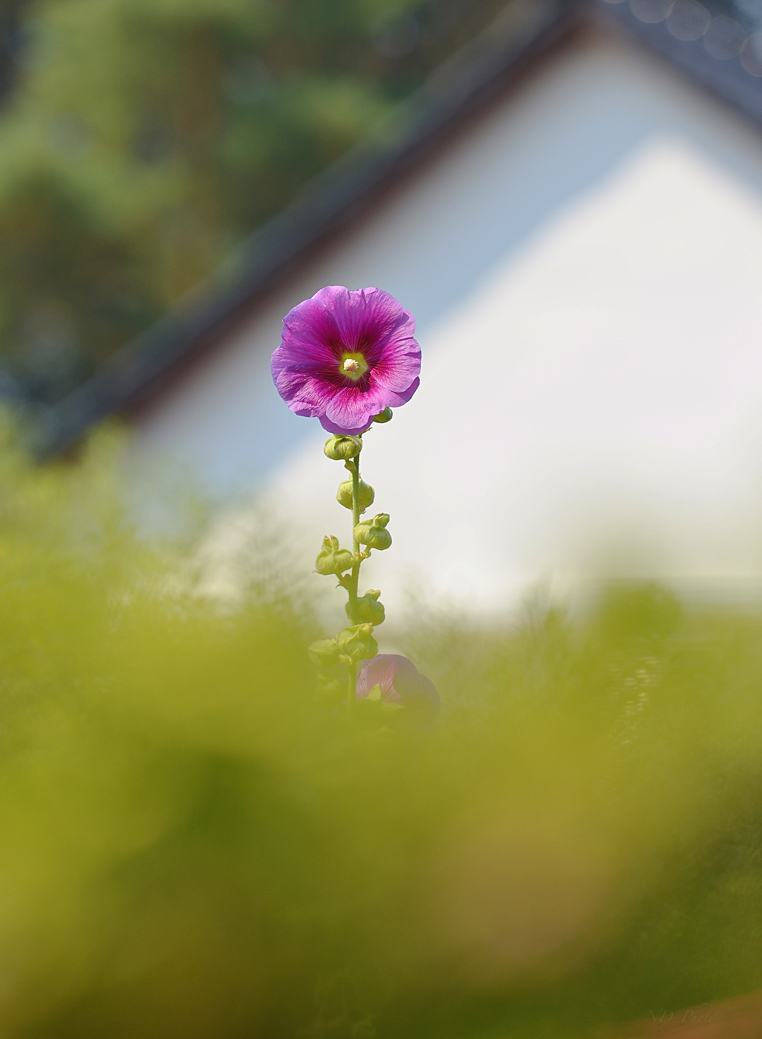 Nikon AF-S Nikkor 70-200mm F4G ED VR sample photo. Hello! photography
