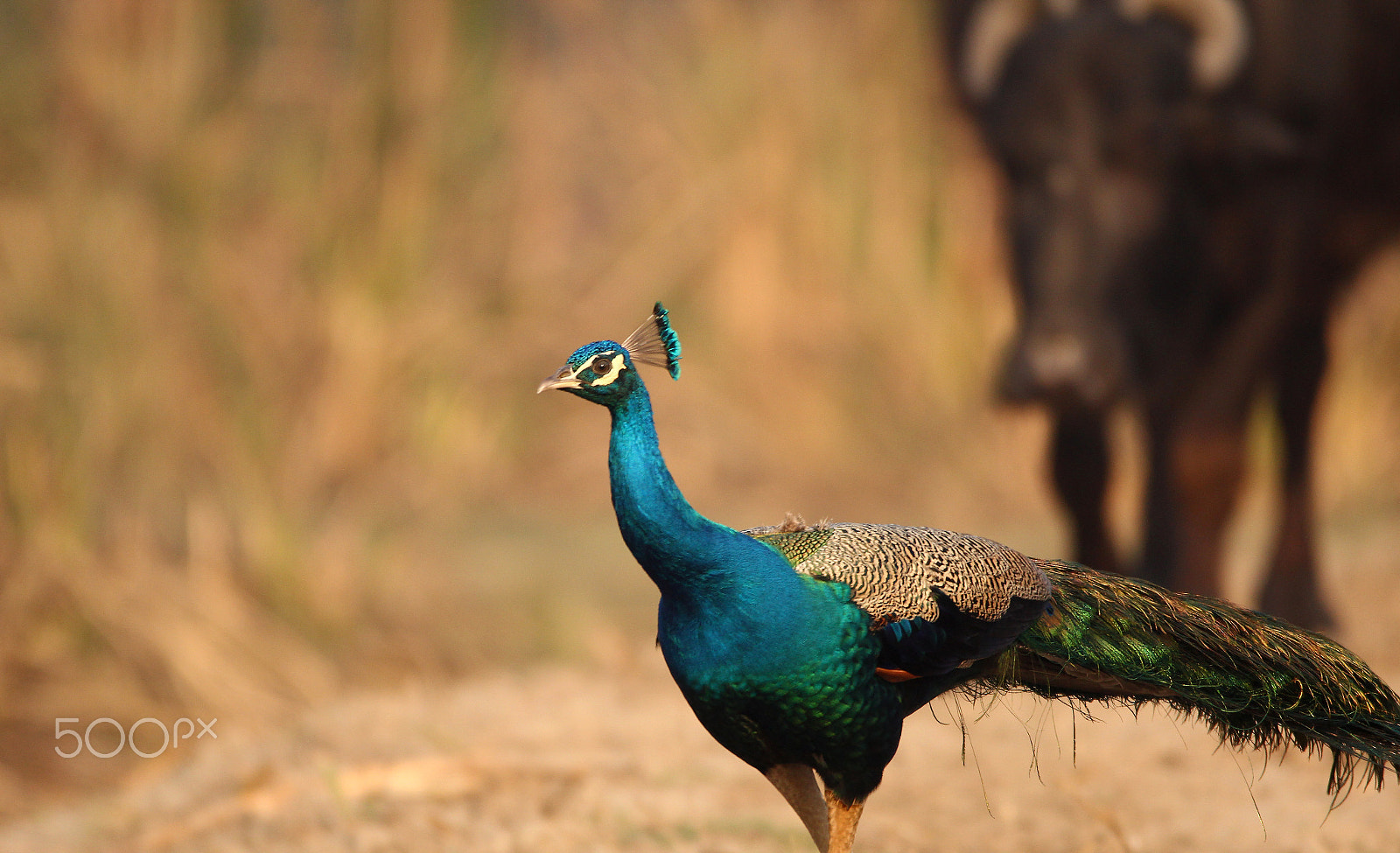 Sigma 150-600mm F5-6.3 DG OS HSM | C sample photo. Colors of life... 1. photography