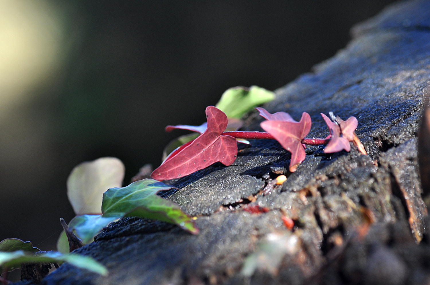 Sigma Macro 90mm F2.8 sample photo. A photography