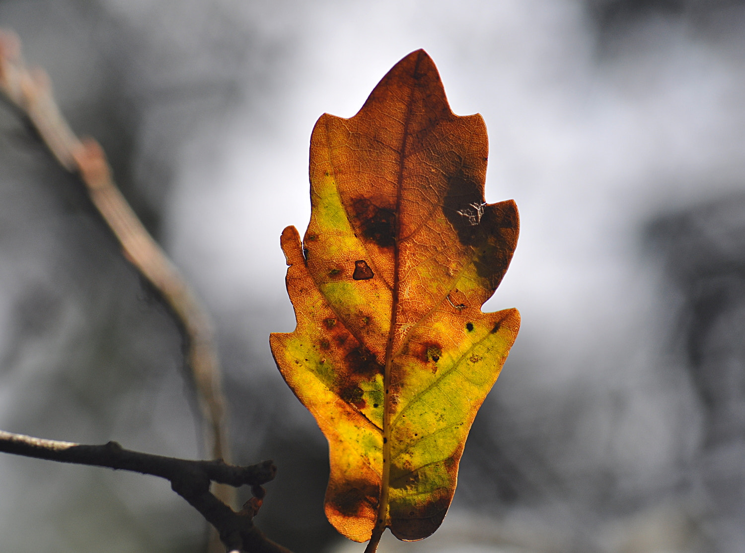 Sigma Macro 90mm F2.8 sample photo. A photography