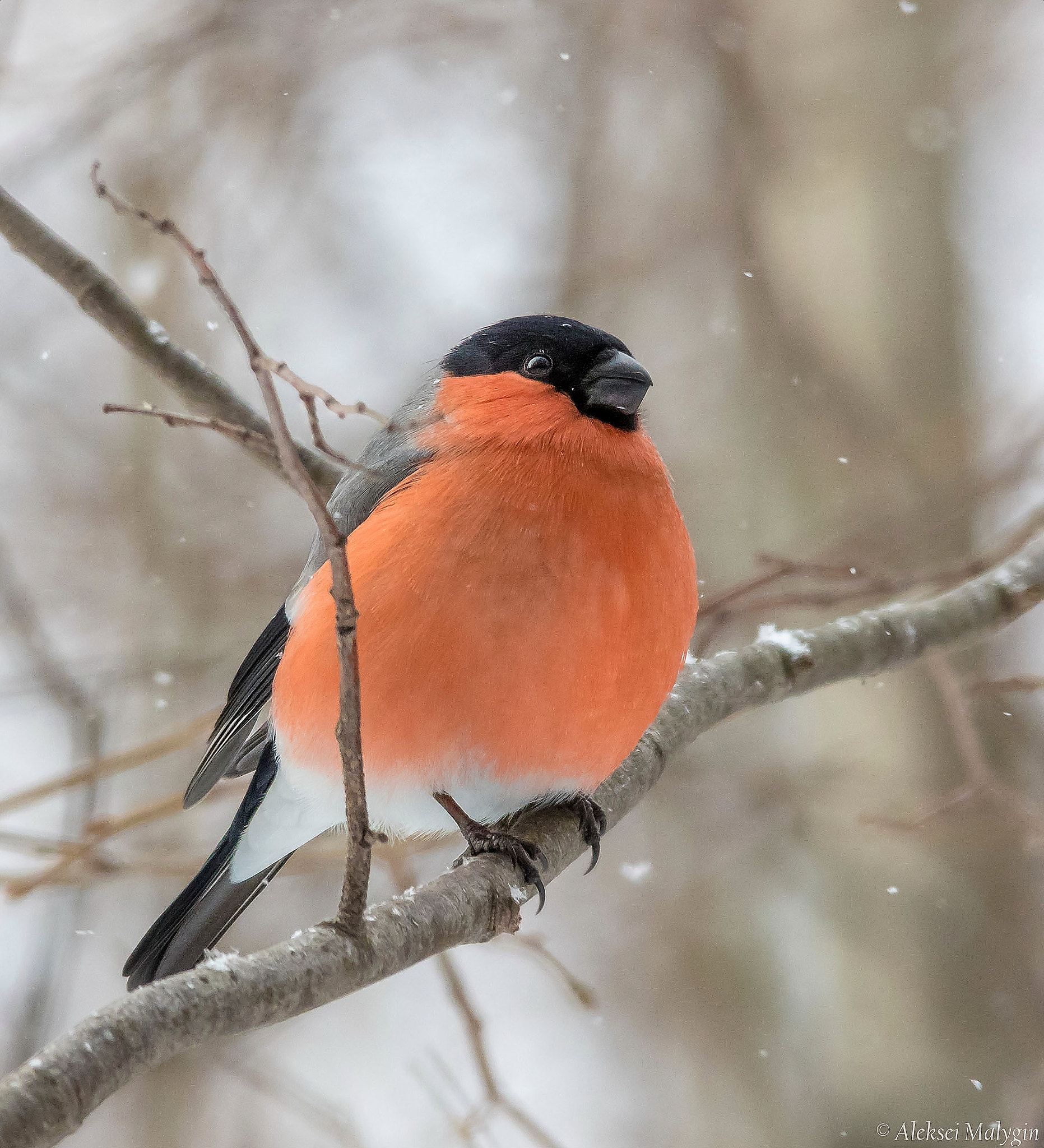 Canon EOS 7D Mark II sample photo. Bullfinch for a new year postcard:-) photography