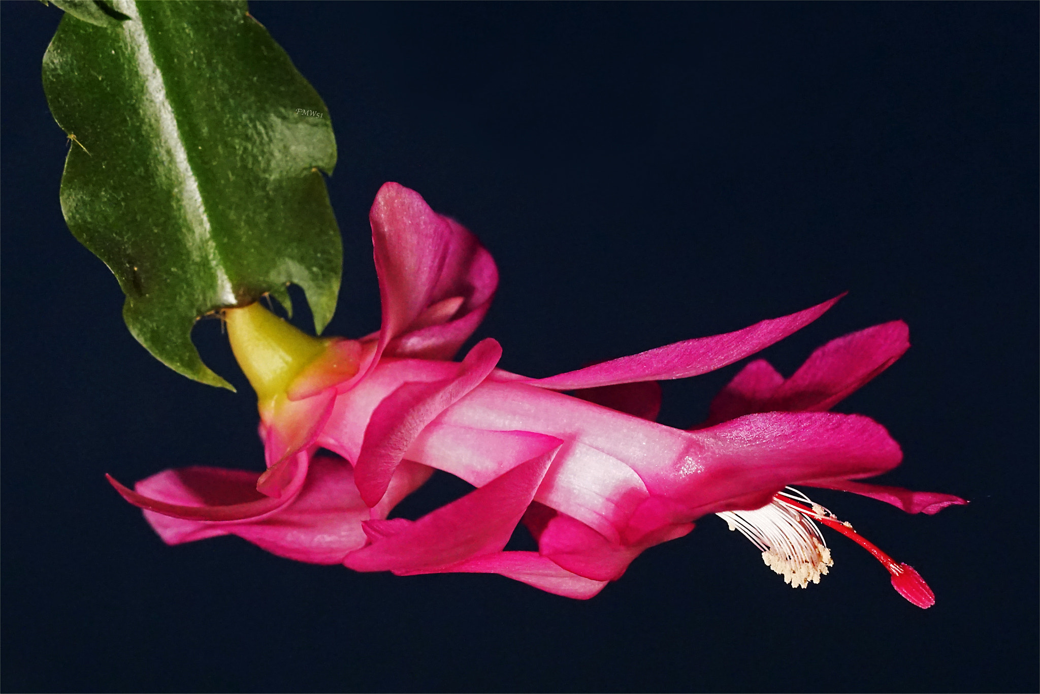 Sony ILCA-77M2 sample photo. Schlumbergera photography