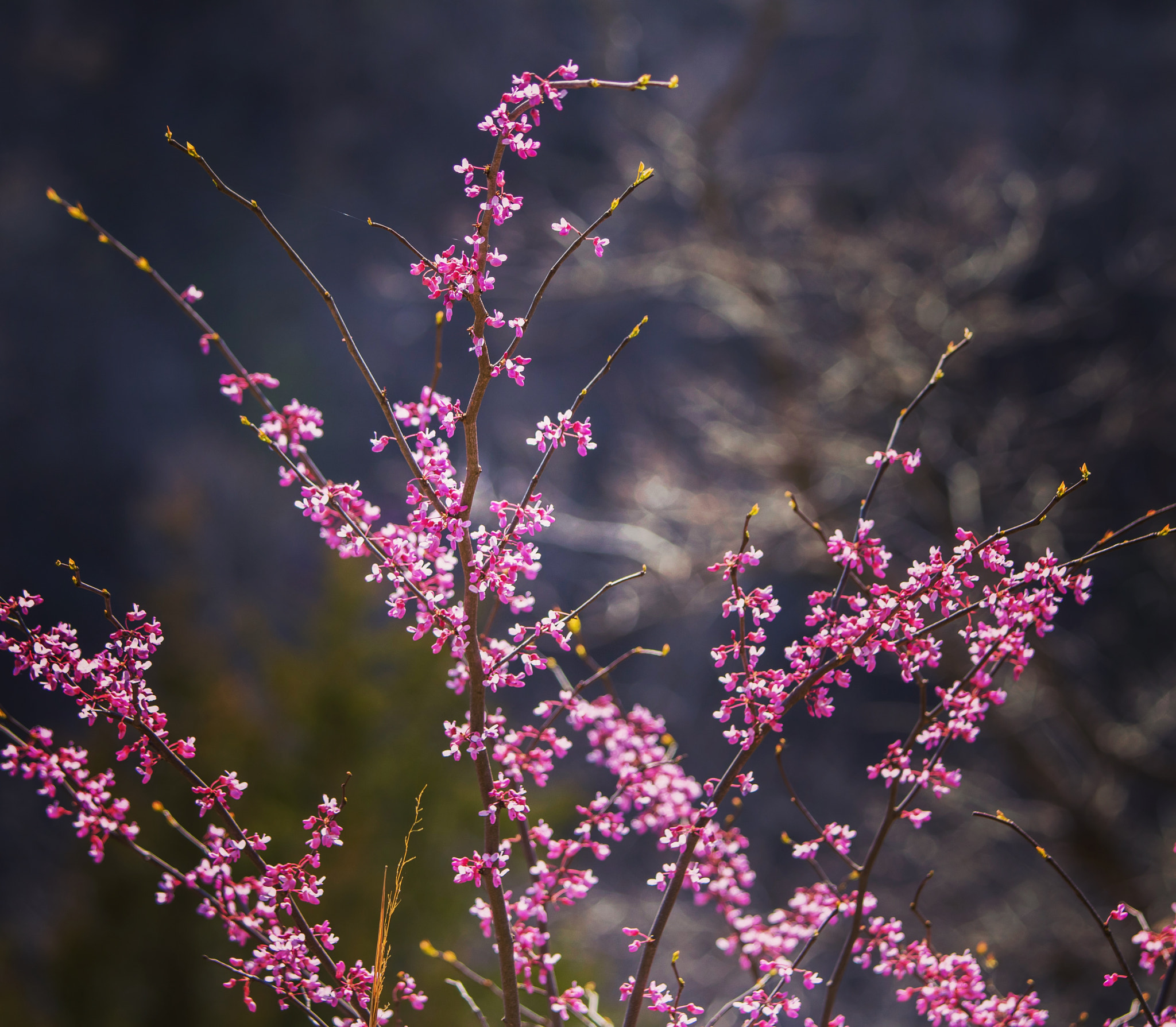 Canon EF 70-200mm F4L IS USM sample photo. Color at ha ha tonka photography