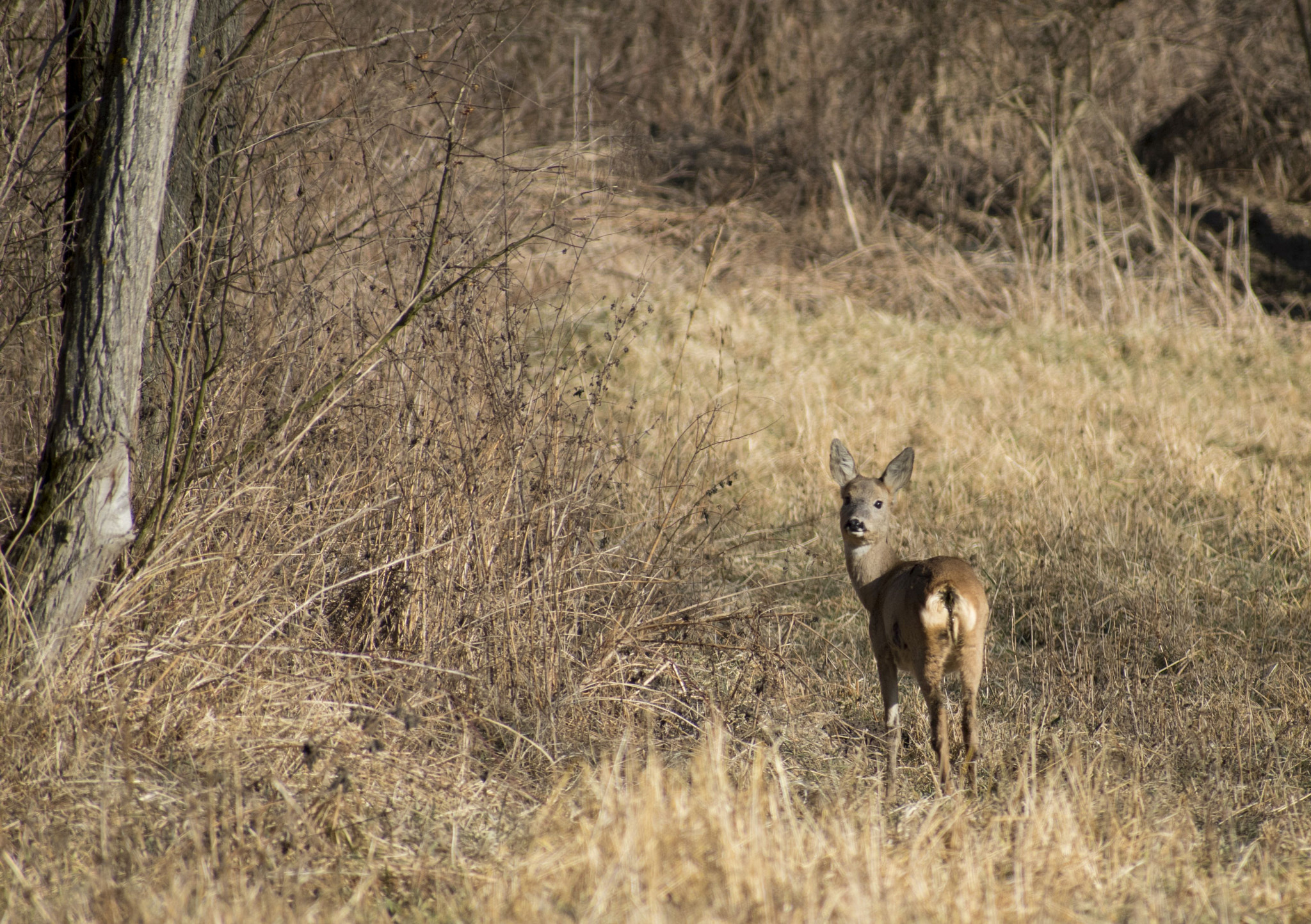 Nikon D5600 + Sigma 70-300mm F4-5.6 DG OS sample photo. I see you photography