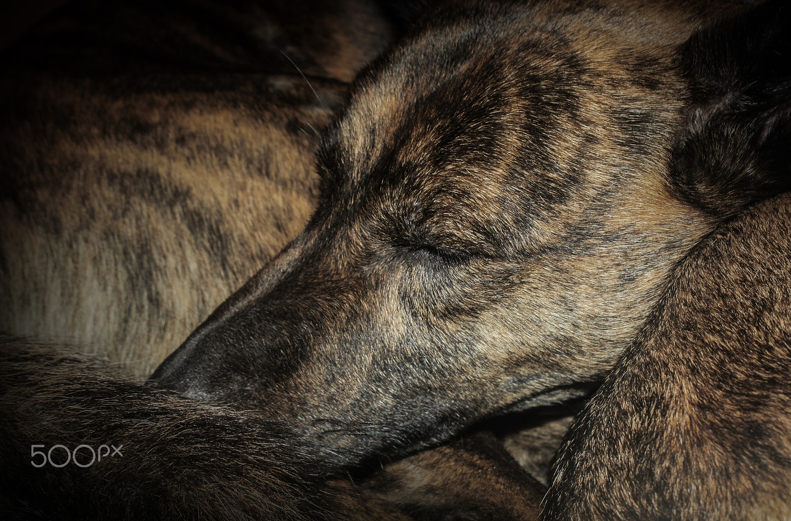 Canon EF 38-76mm f/4.5-5.6 sample photo. Beroni photography