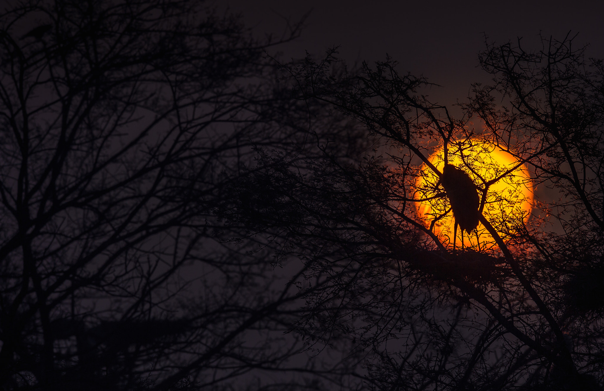 Nikon AF-S Nikkor 600mm F4E FL ED VR sample photo. A phoenix bird ! photography