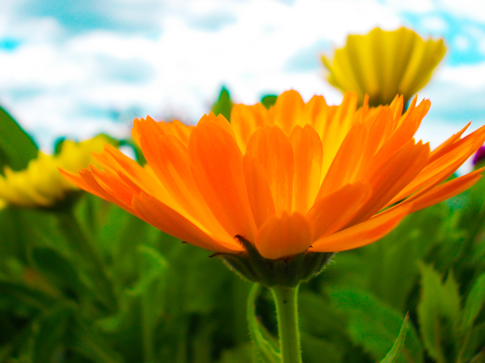 Nikon COOLPIX L25 sample photo. Orange flower photography