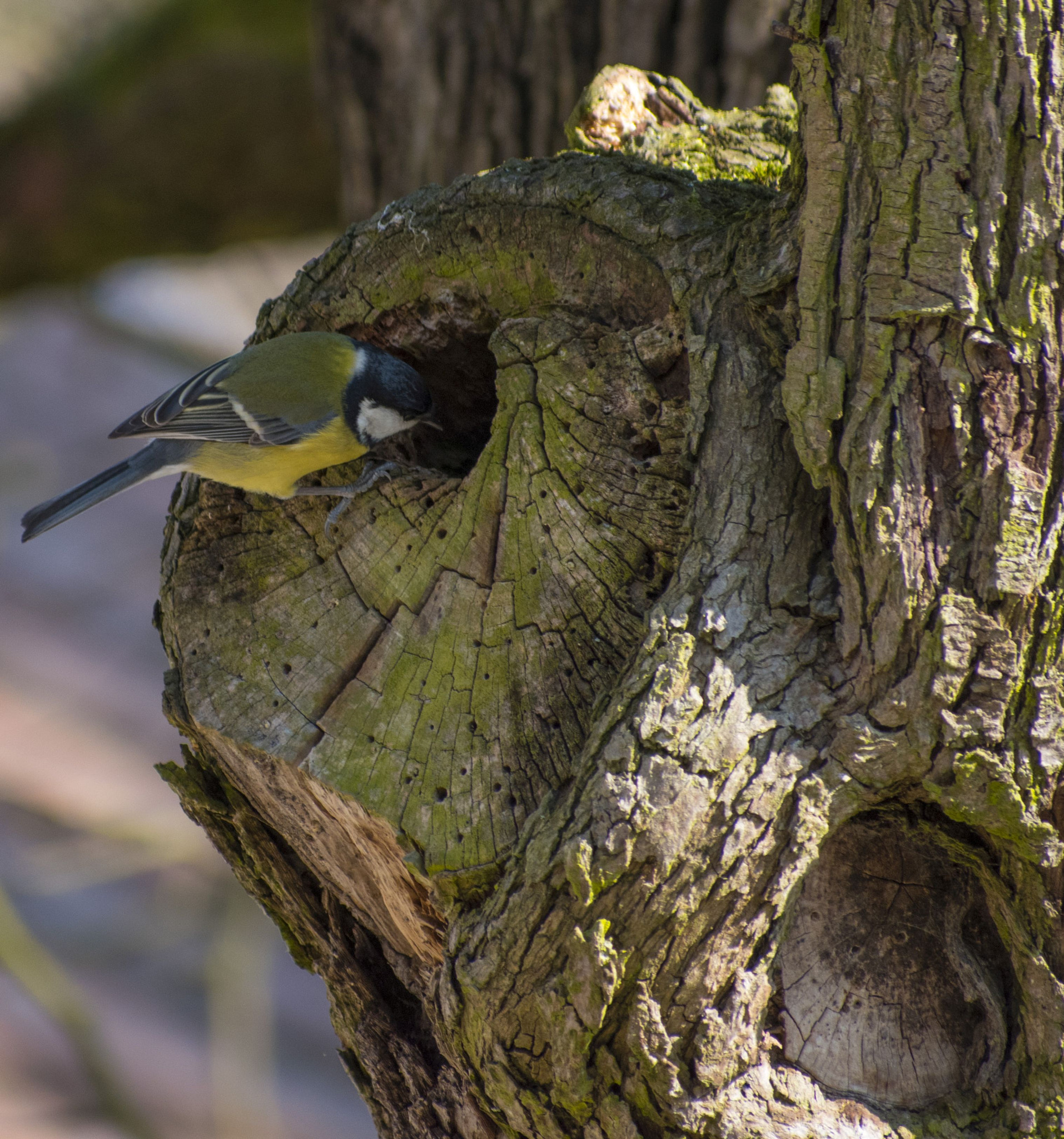 Nikon D5600 + Sigma 70-300mm F4-5.6 DG OS sample photo. Peek a boo_2 photography