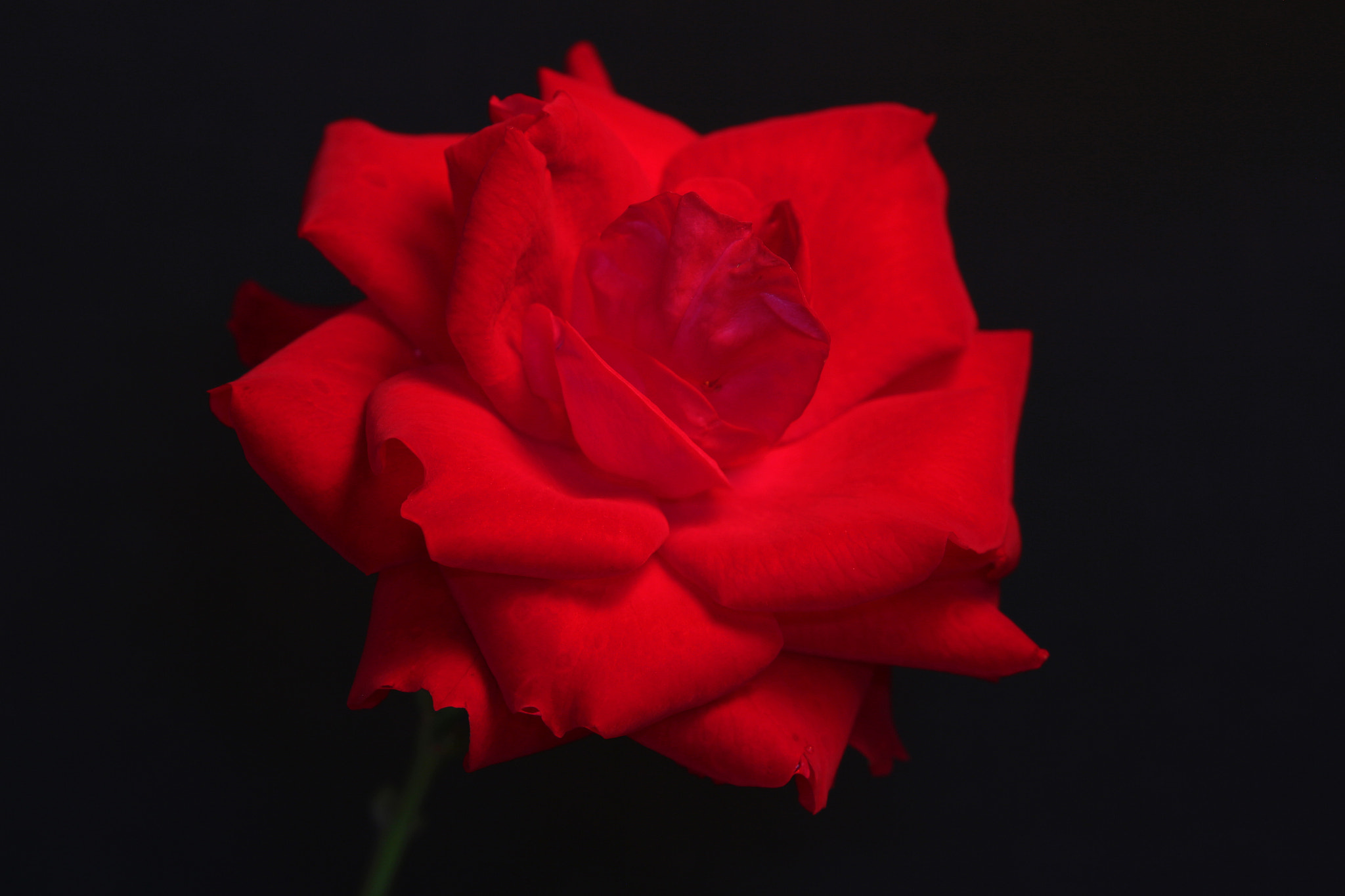 Canon EOS 700D (EOS Rebel T5i / EOS Kiss X7i) sample photo. Low-key rose photography