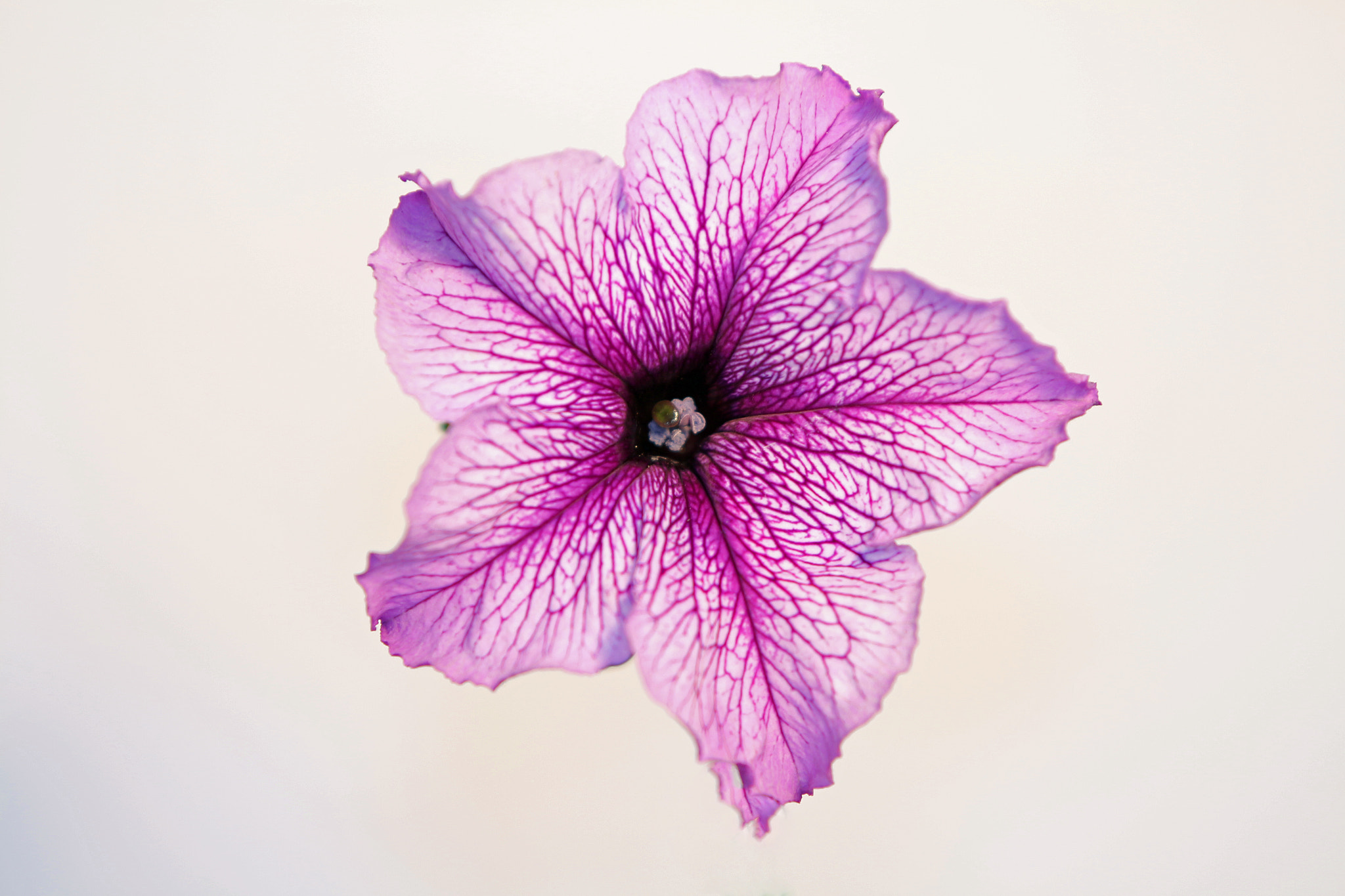 Canon EOS 700D (EOS Rebel T5i / EOS Kiss X7i) sample photo. High-key petunia photography
