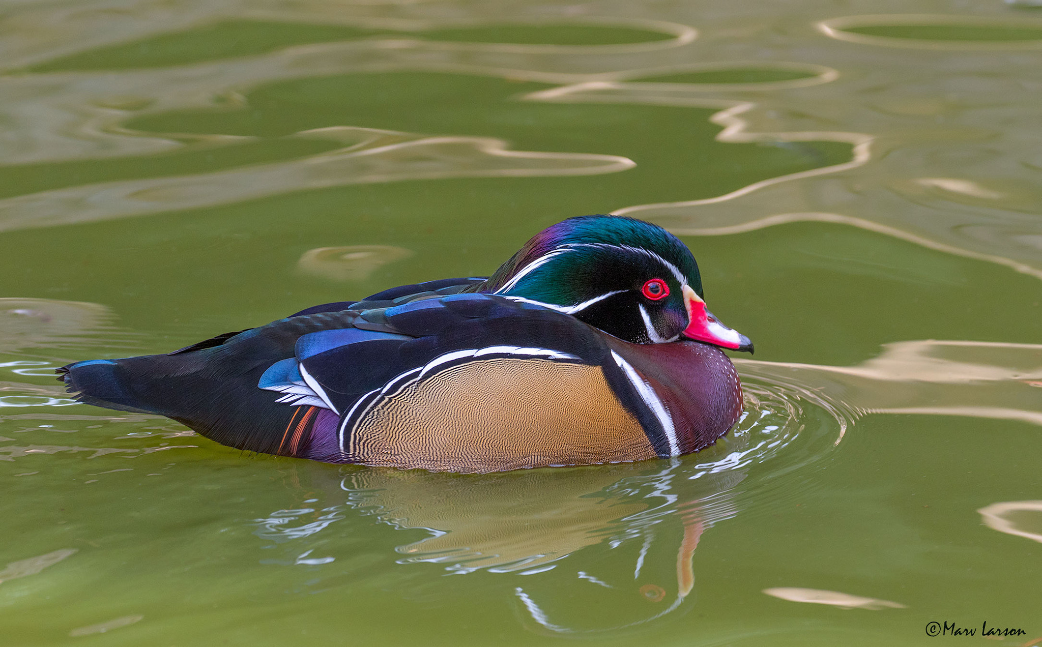 Canon EF 70-300mm F4-5.6L IS USM sample photo. 20151129_6256.jpg photography
