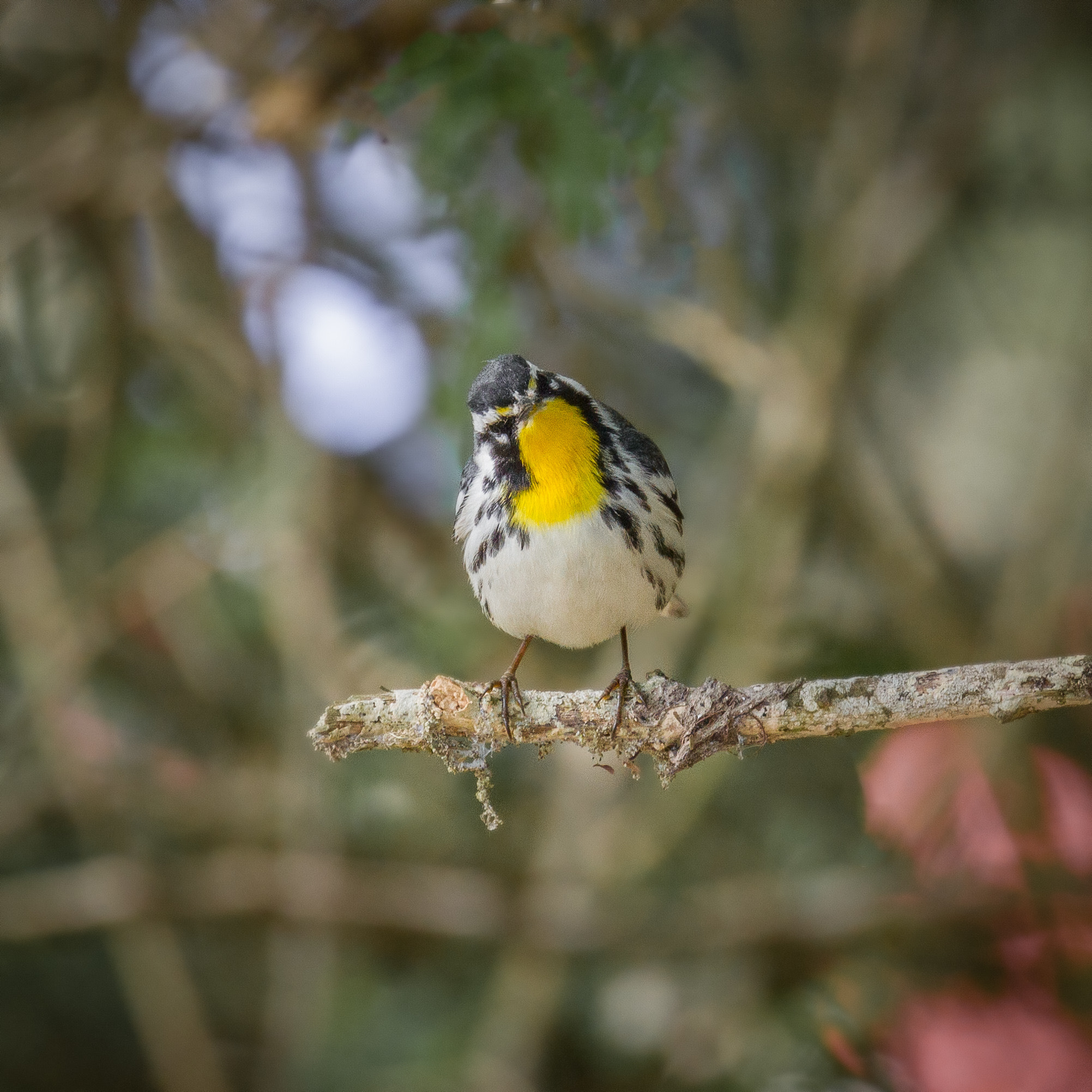 Canon EF 70-300mm F4-5.6L IS USM sample photo. Yellow-throated warbler photography