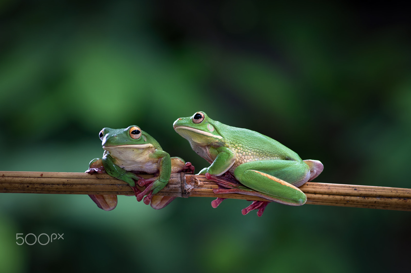 Nikon D90 + AF Zoom-Nikkor 75-300mm f/4.5-5.6 sample photo. Twin frog photography