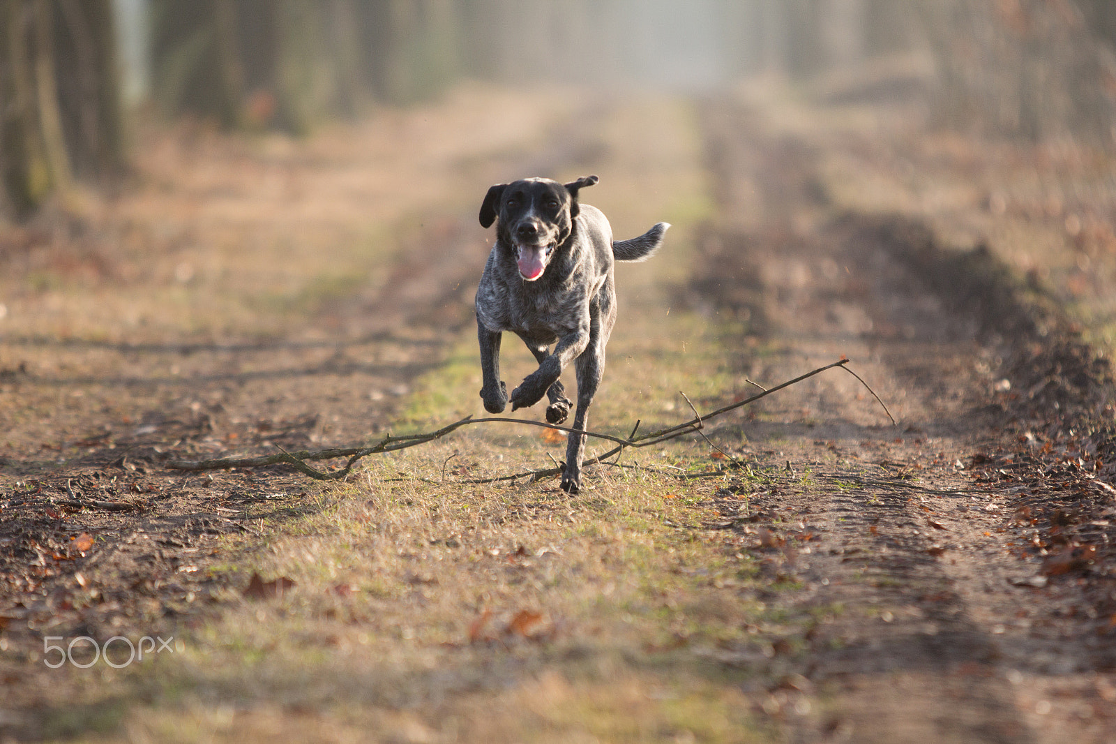 Canon EF 70-200mm F2.8L IS USM sample photo. Running photography