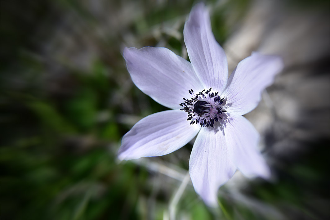 Nikon AF Nikkor 24-85mm F2.8-4D IF sample photo. First anemone of the year... photography