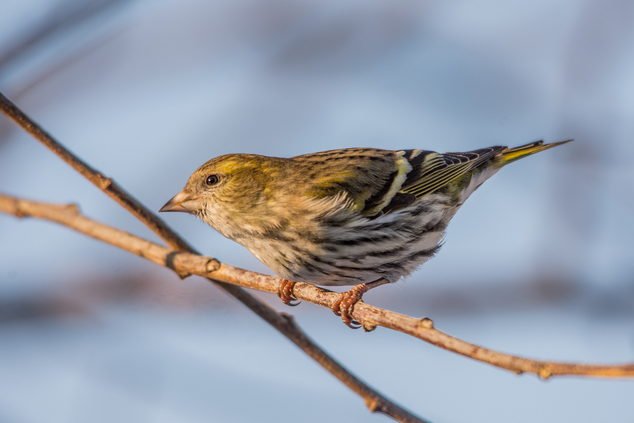 Sigma 150-500mm F5-6.3 DG OS HSM sample photo. Eurasian siskin photography