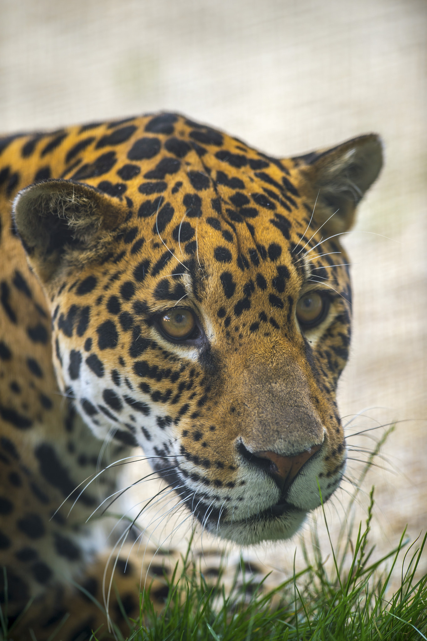 Nikon D4 + Nikon AF-S Nikkor 400mm F2.8G ED VR II sample photo. Jaguar photography