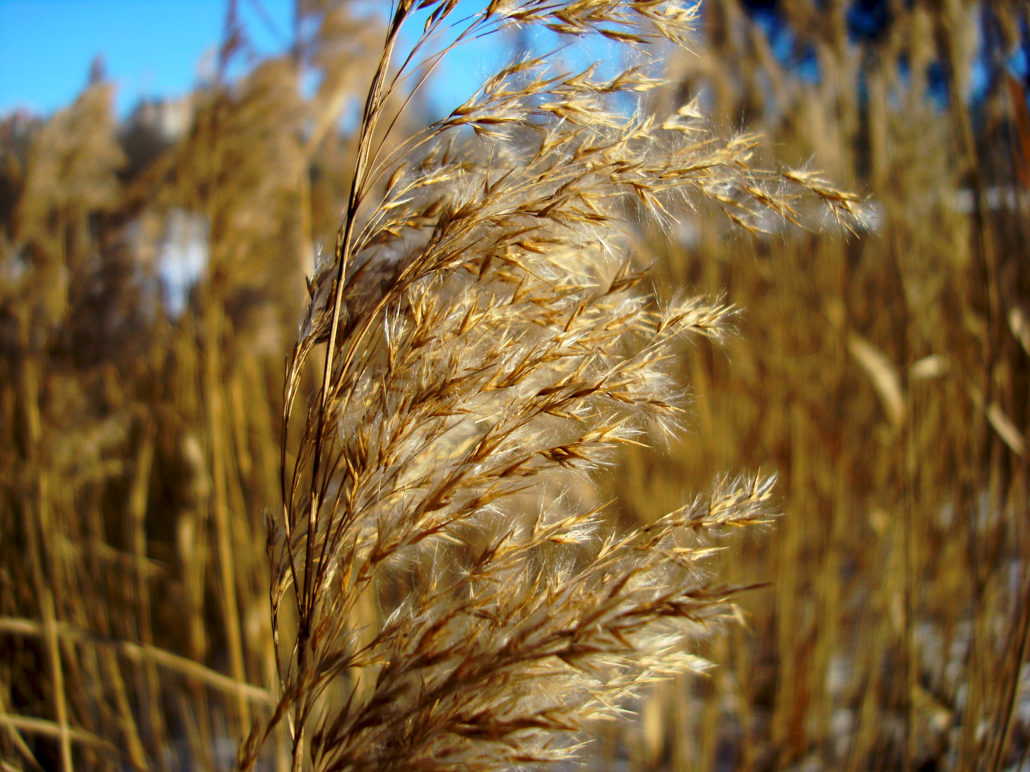 Sony DSC-W200 sample photo. Reed photography