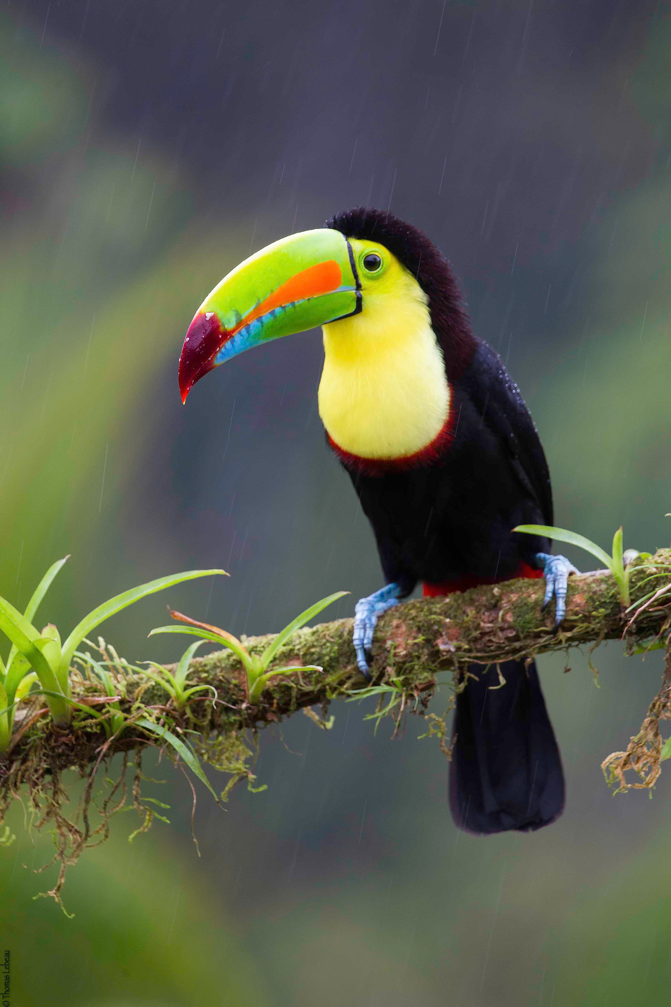 Canon EOS-1D Mark IV + Canon EF 100-400mm F4.5-5.6L IS II USM sample photo. Keel-billed toucan photography