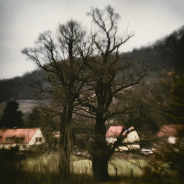 oak von dirk derbaum auf 500px.com