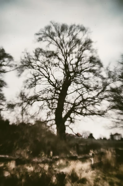 oak von dirk derbaum auf 500px.com