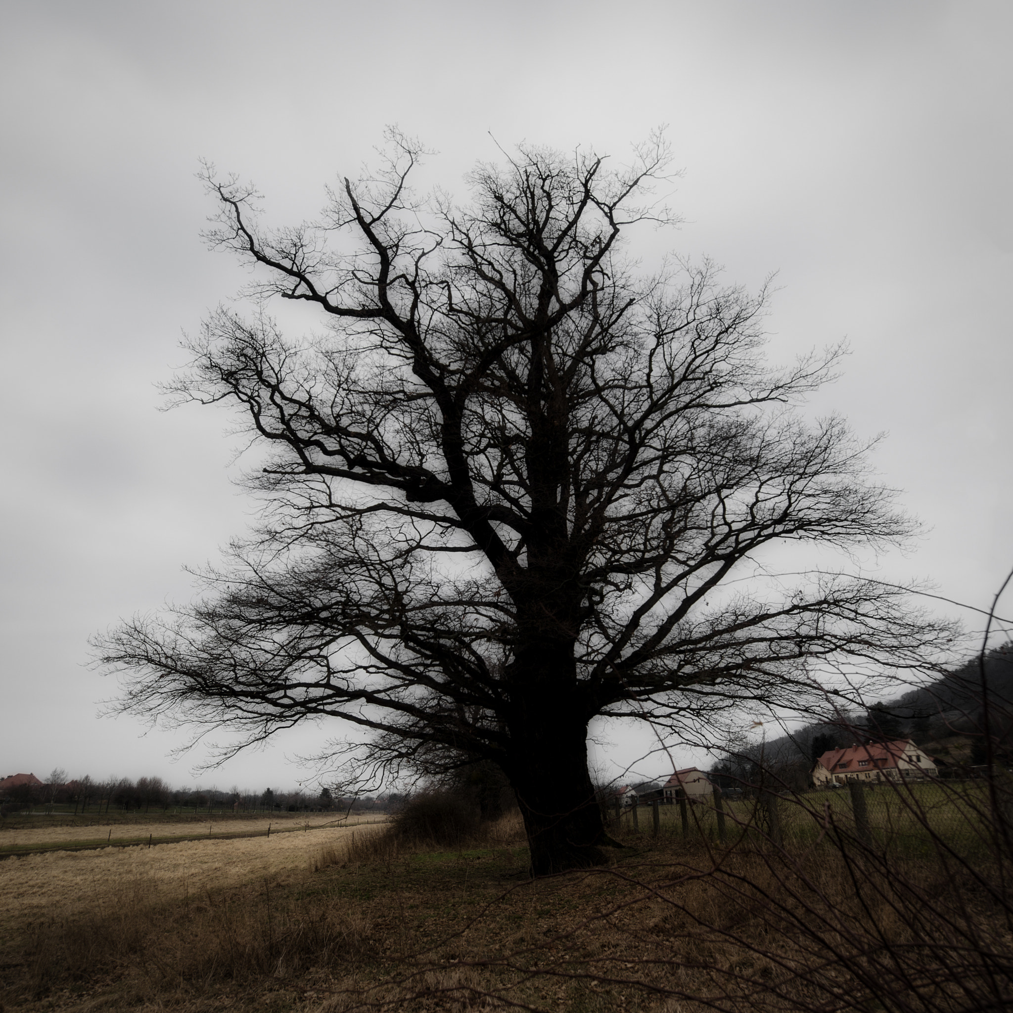 Samyang 14mm F2.8 ED AS IF UMC sample photo. Oak photography
