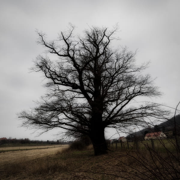 oak von dirk derbaum auf 500px.com