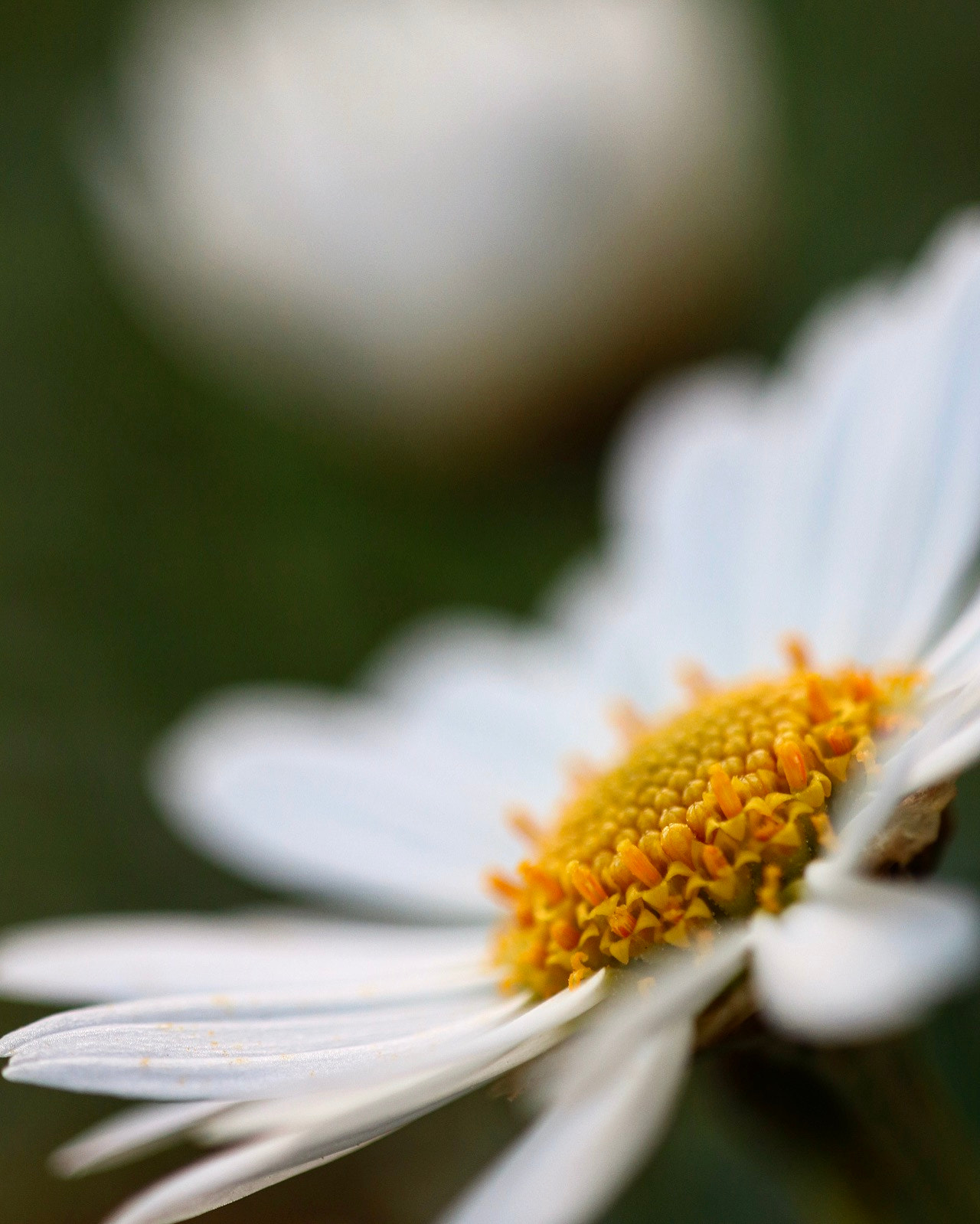 Sigma APO Macro 150mm f/2.8 EX DG HSM sample photo. La semplicità è quasi sempre bellezza photography