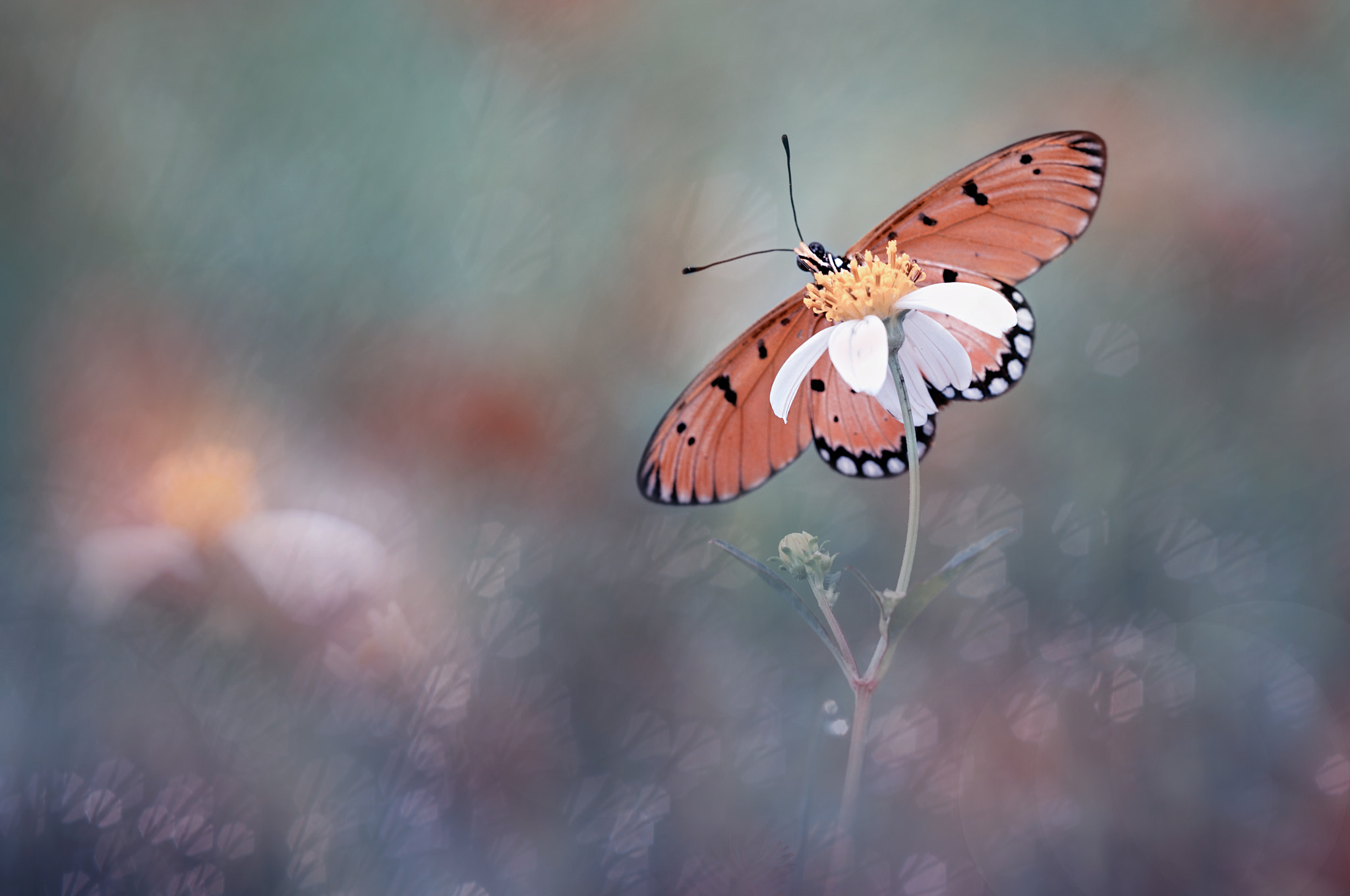 Nikon D90 + Sigma 150mm F2.8 EX DG Macro HSM sample photo. Butterfly, kupu kupu, mekar,  photography