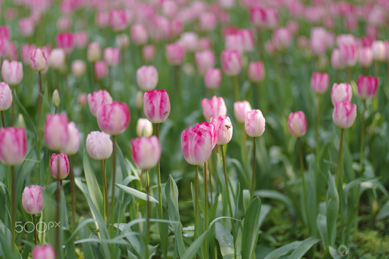 Pentax smc FA 77mm 1.8 Limited sample photo. Tulips photography