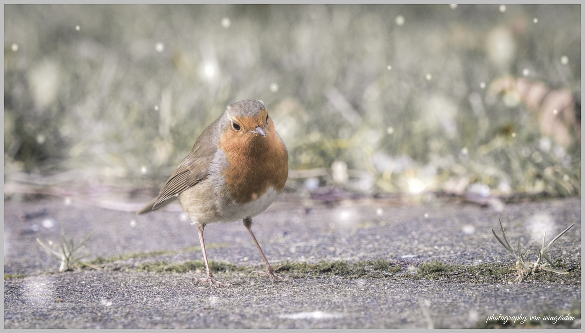 Olympus OM-D E-M1 Mark II + Olympus M.Zuiko Digital ED 40-150mm F2.8 Pro sample photo. Erithacus rubecula photography