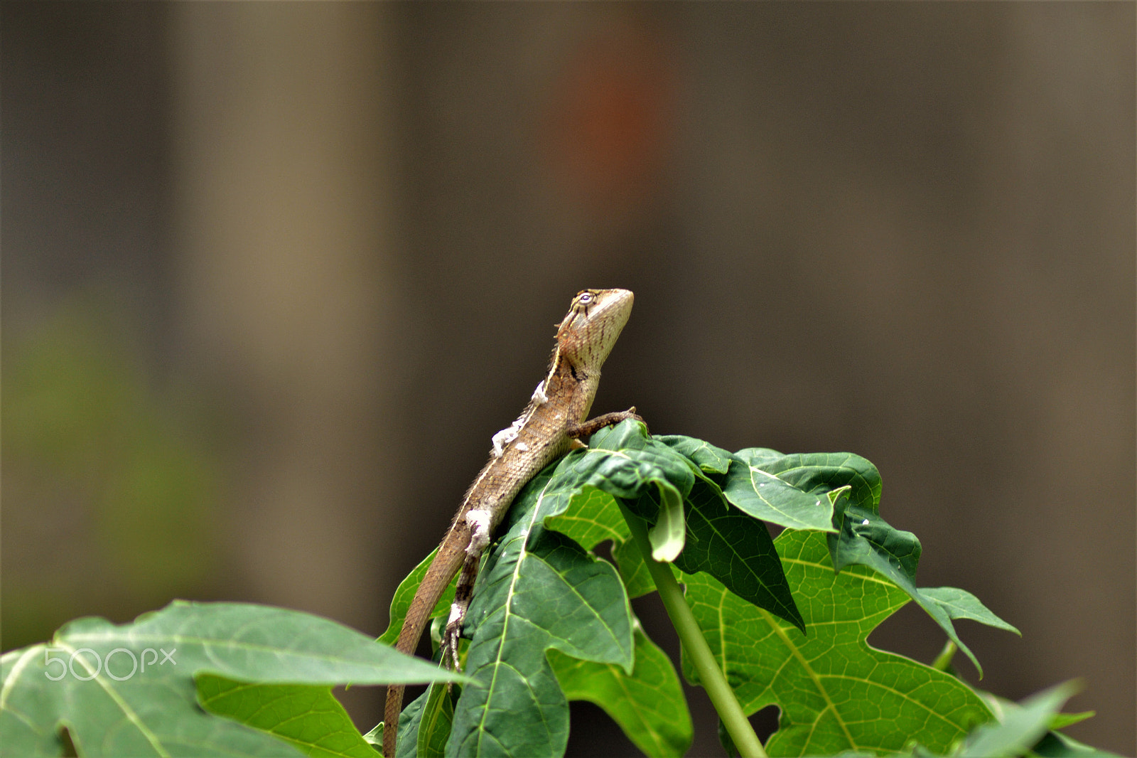 Nikon AF Nikkor 70-300mm F4-5.6G sample photo. Lounge lizard photography