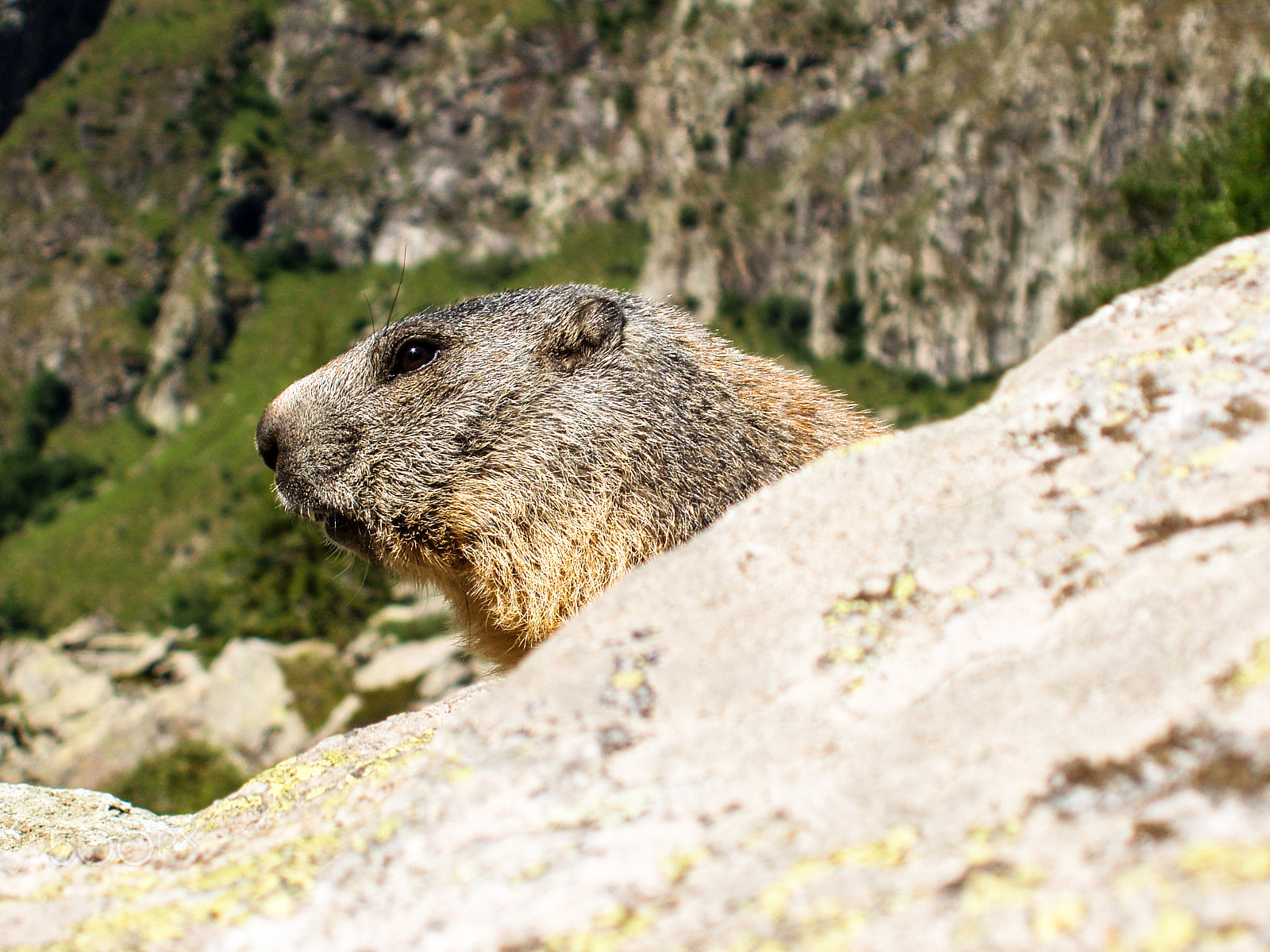 Olympus X-3,C-60Z sample photo. Marmot playing cache cache photography