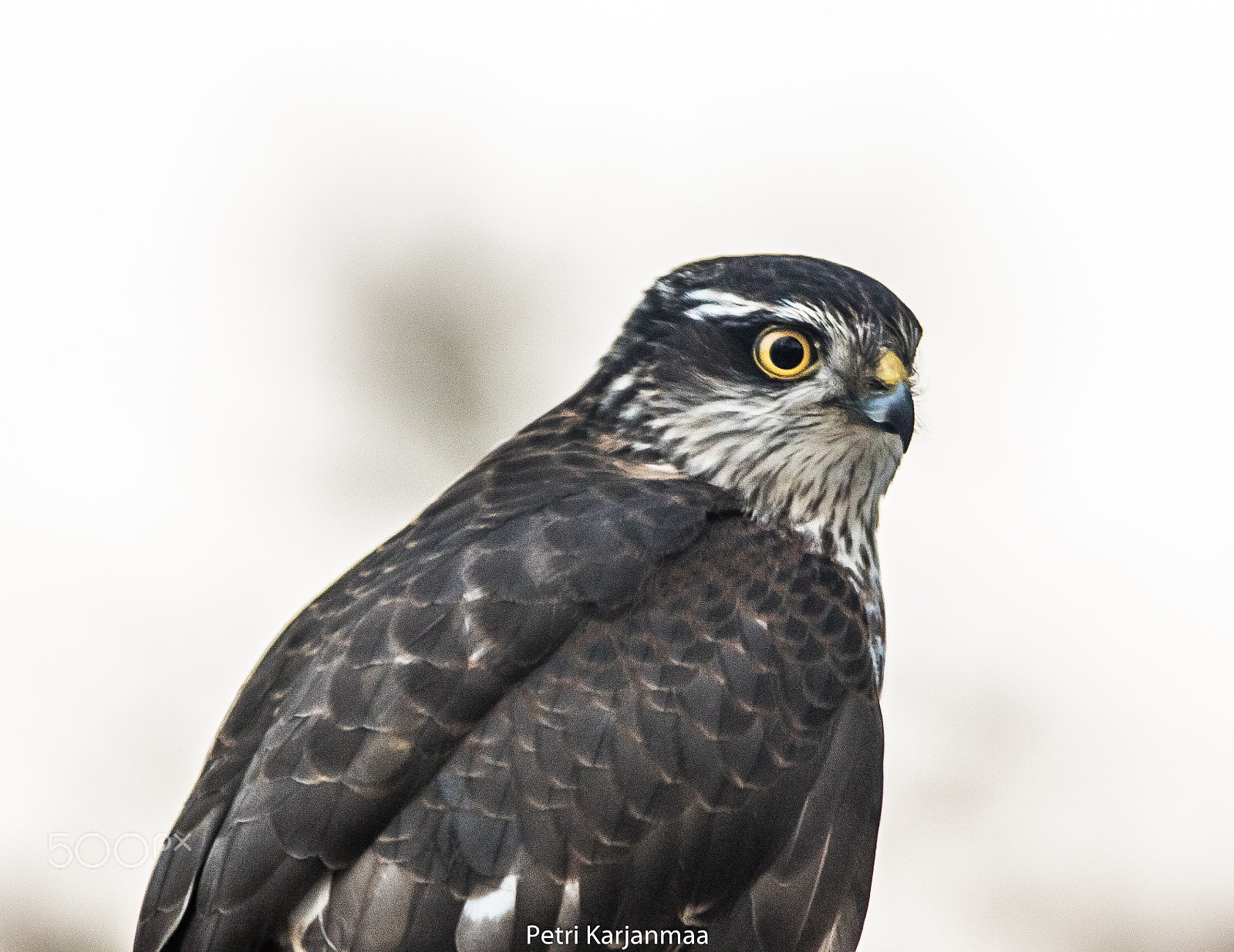 Canon EF 300mm f/2.8L + 1.4x sample photo. Sparrow-hawk eye photography